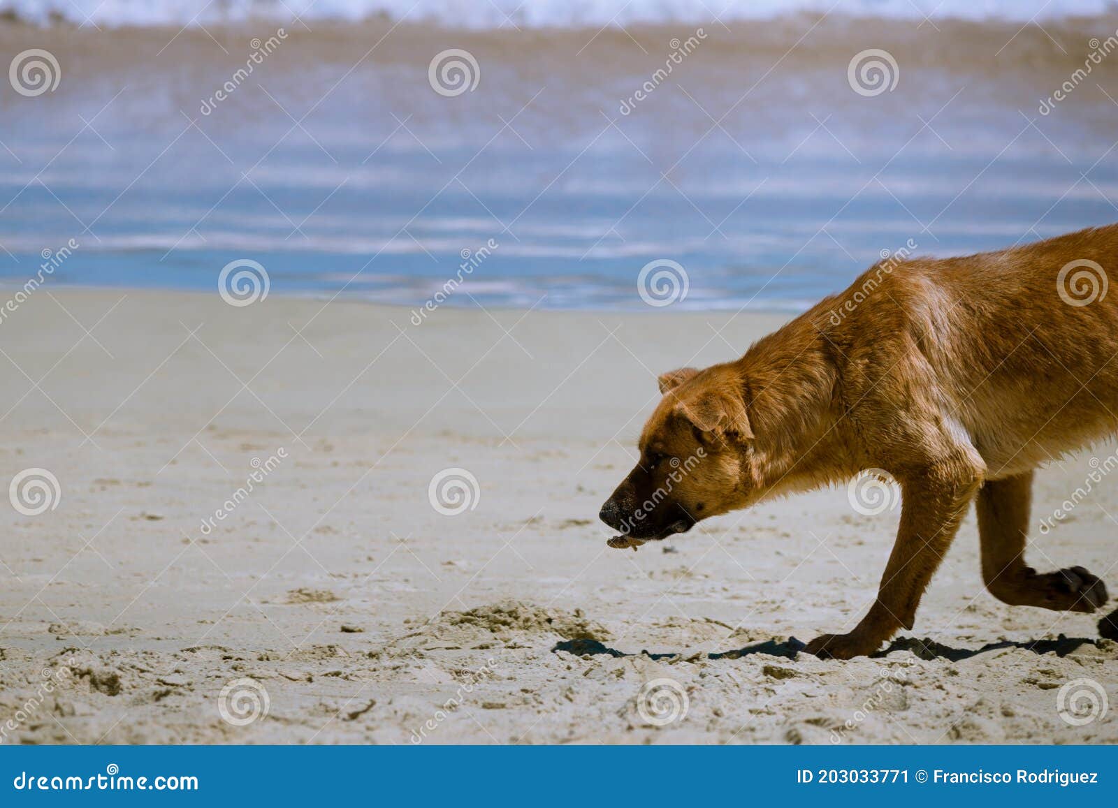 dog in the beach