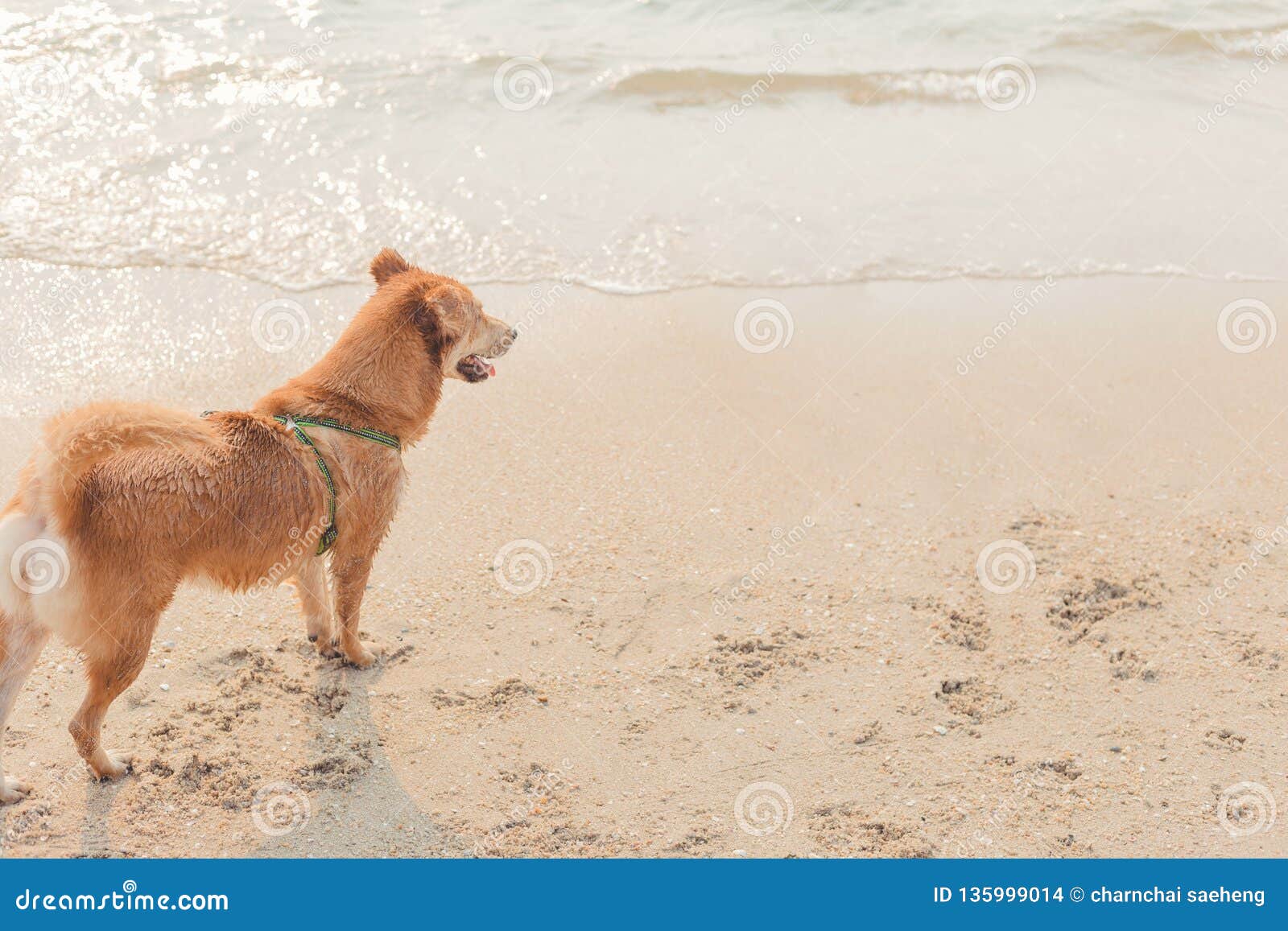 A Dog on the Beach with Sunset Time Stock Photo Image of lifestyle