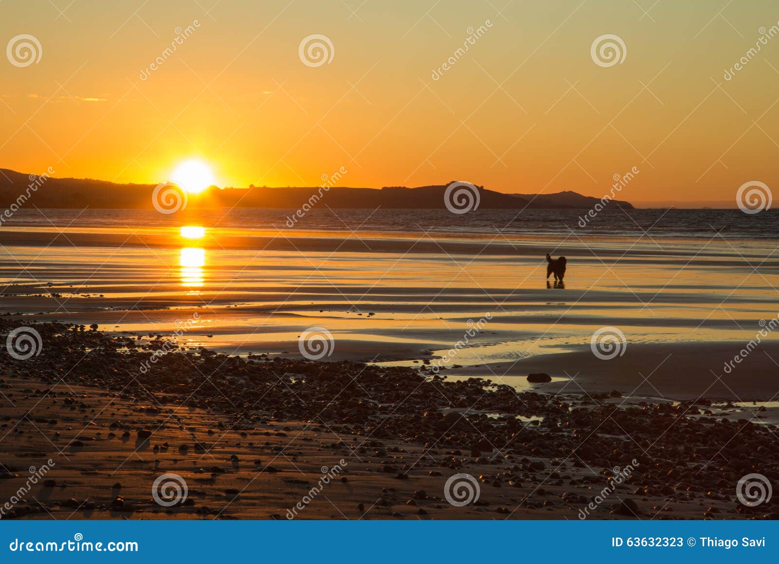 a dog at the beach during sunset