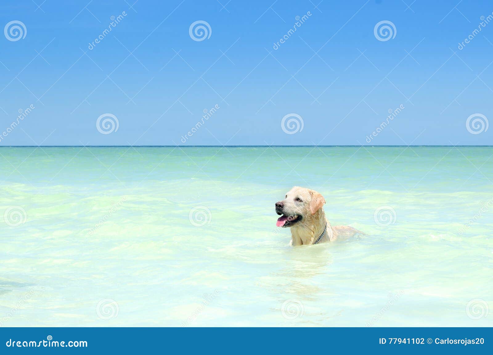 Dog at the beach stock photo. Image of play, enjoyment 77941102