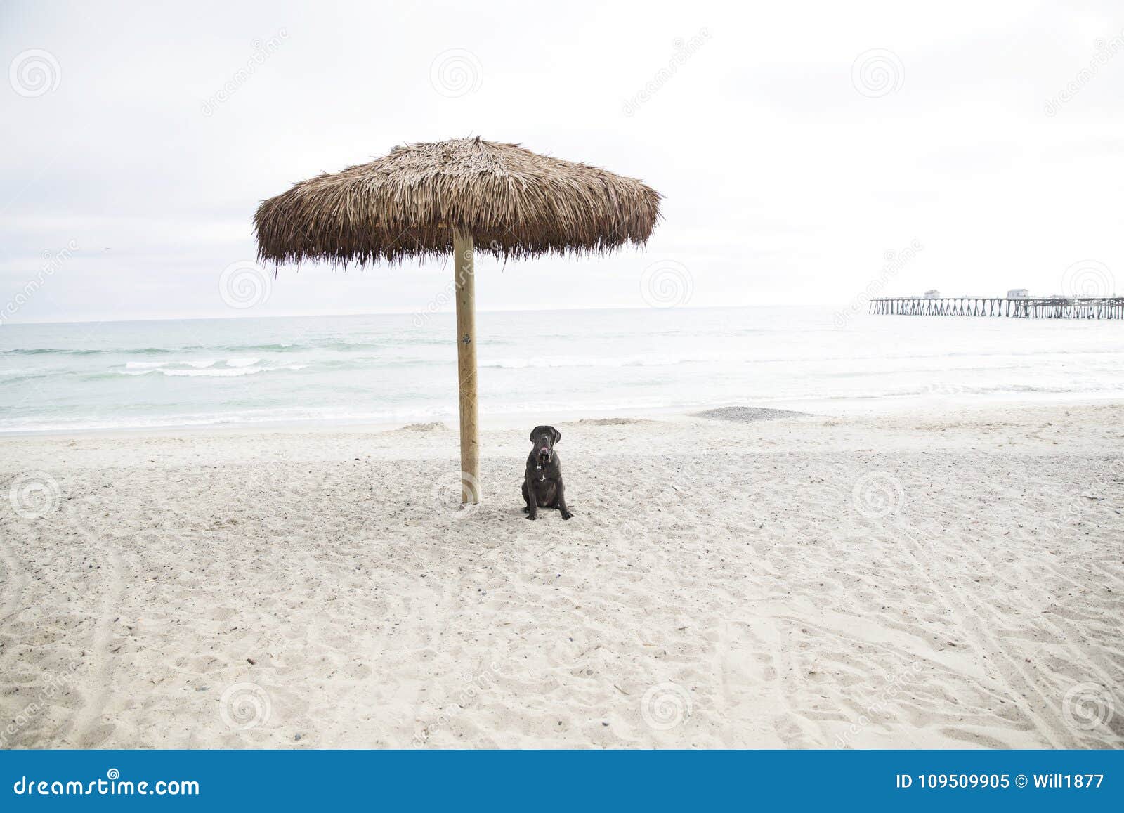 dog beach umbrella