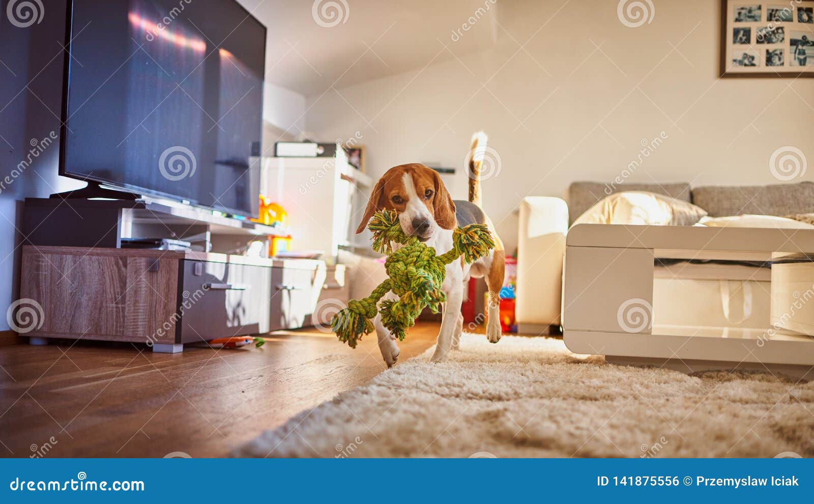 dog beagle fetching a green rope indoors
