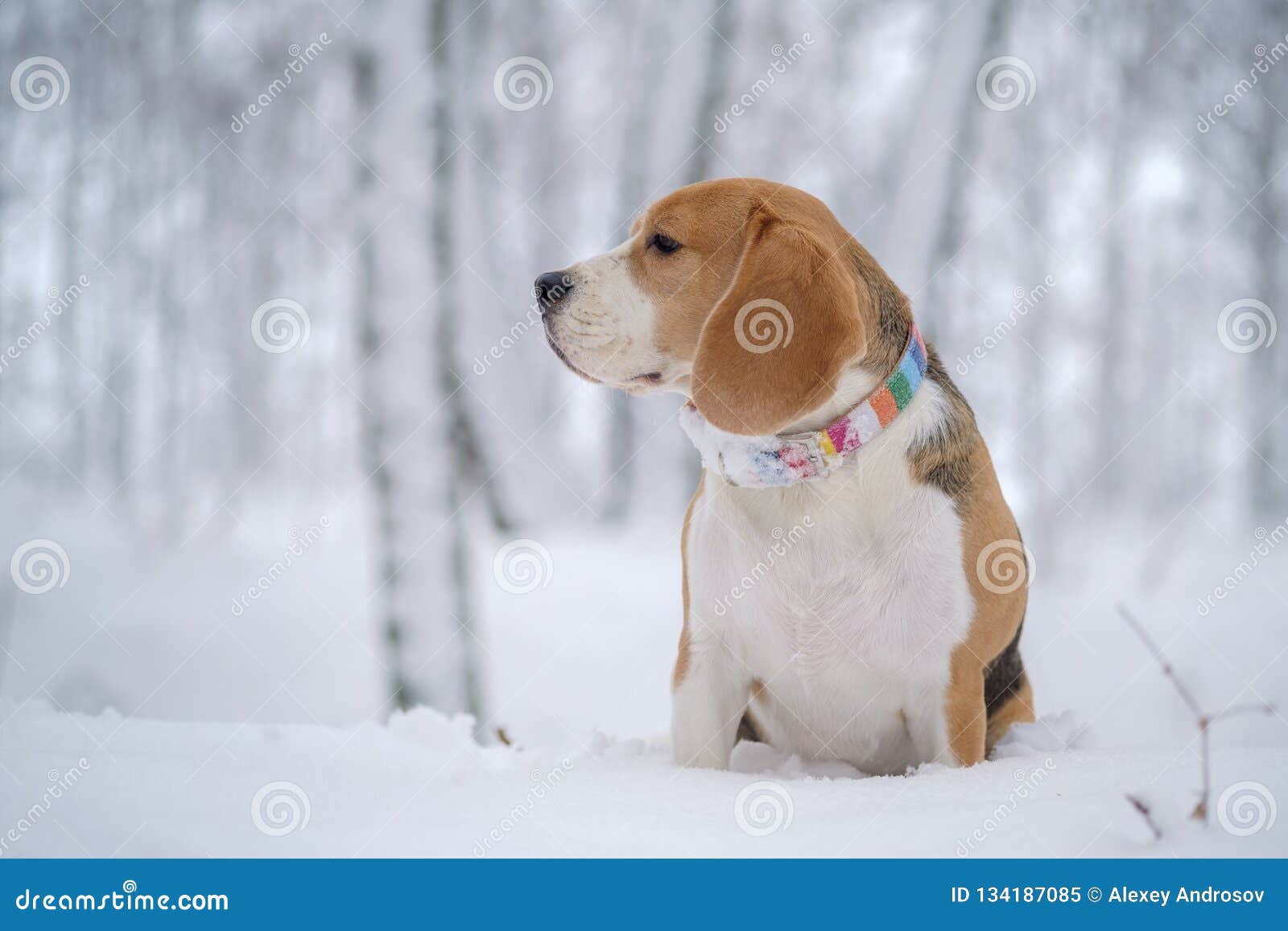 a beagle nem fog fogyni)