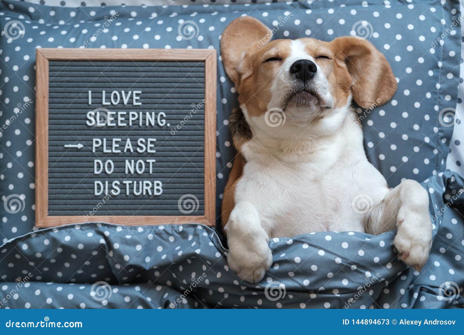 Dog Beagle Funny Sleeping On The Pillow Next To The Board With The  Inscription I Love To Sleep . Please Do Not Disturb Stock Image - Image of  disturb, felt: 144894673