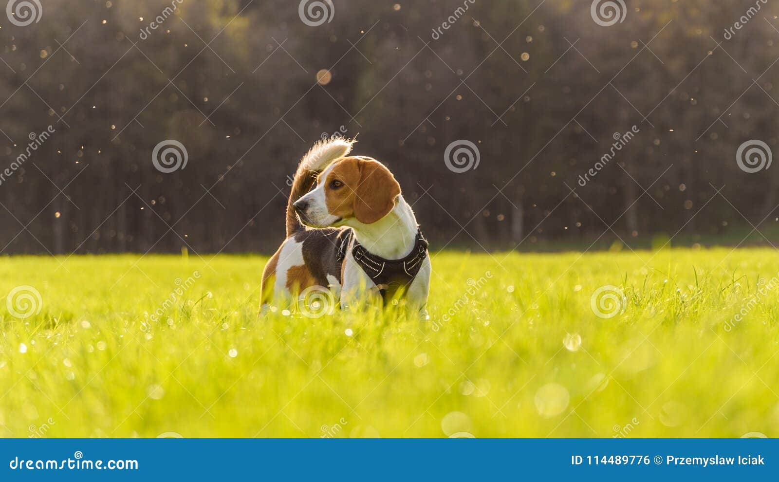 Dog Beagle outdoor stock photo. Image of young, exercise 114489776