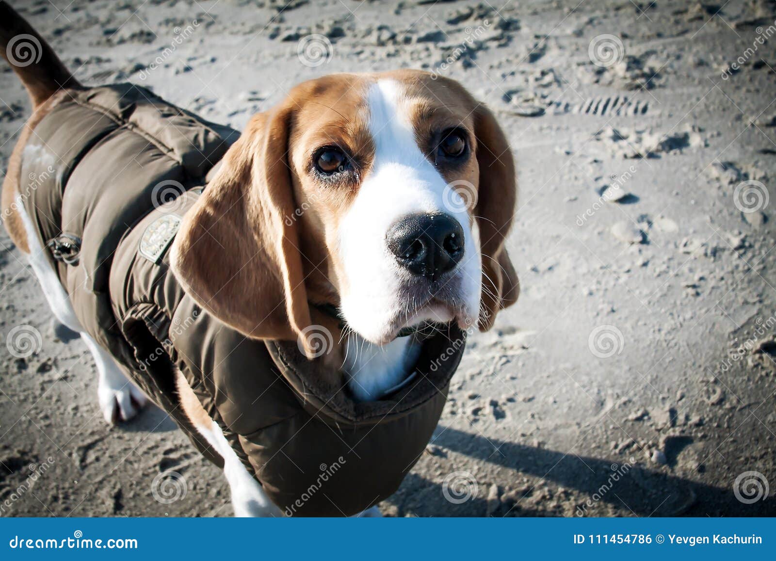 Dog Beagle in Winter Clothes Stock Image of nature, small: 111454786