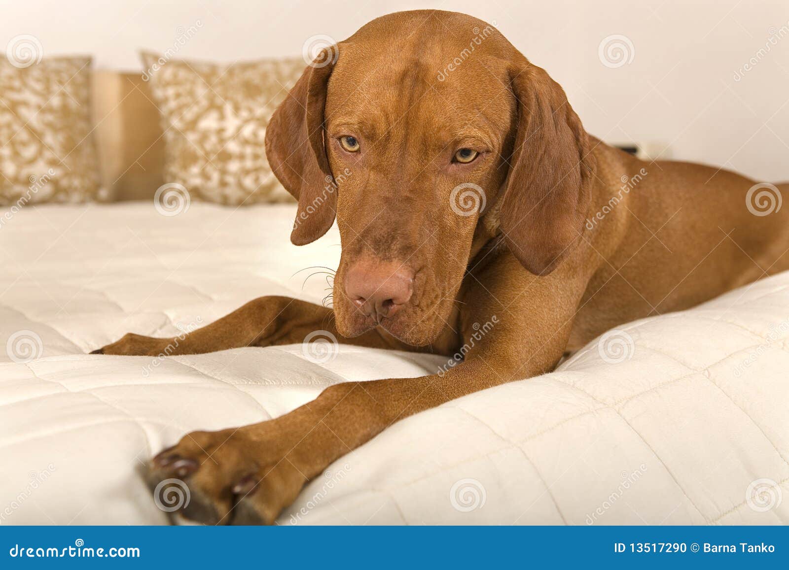 Dog on bed stock photo. Image of mattress, gold, bedroom 13517290