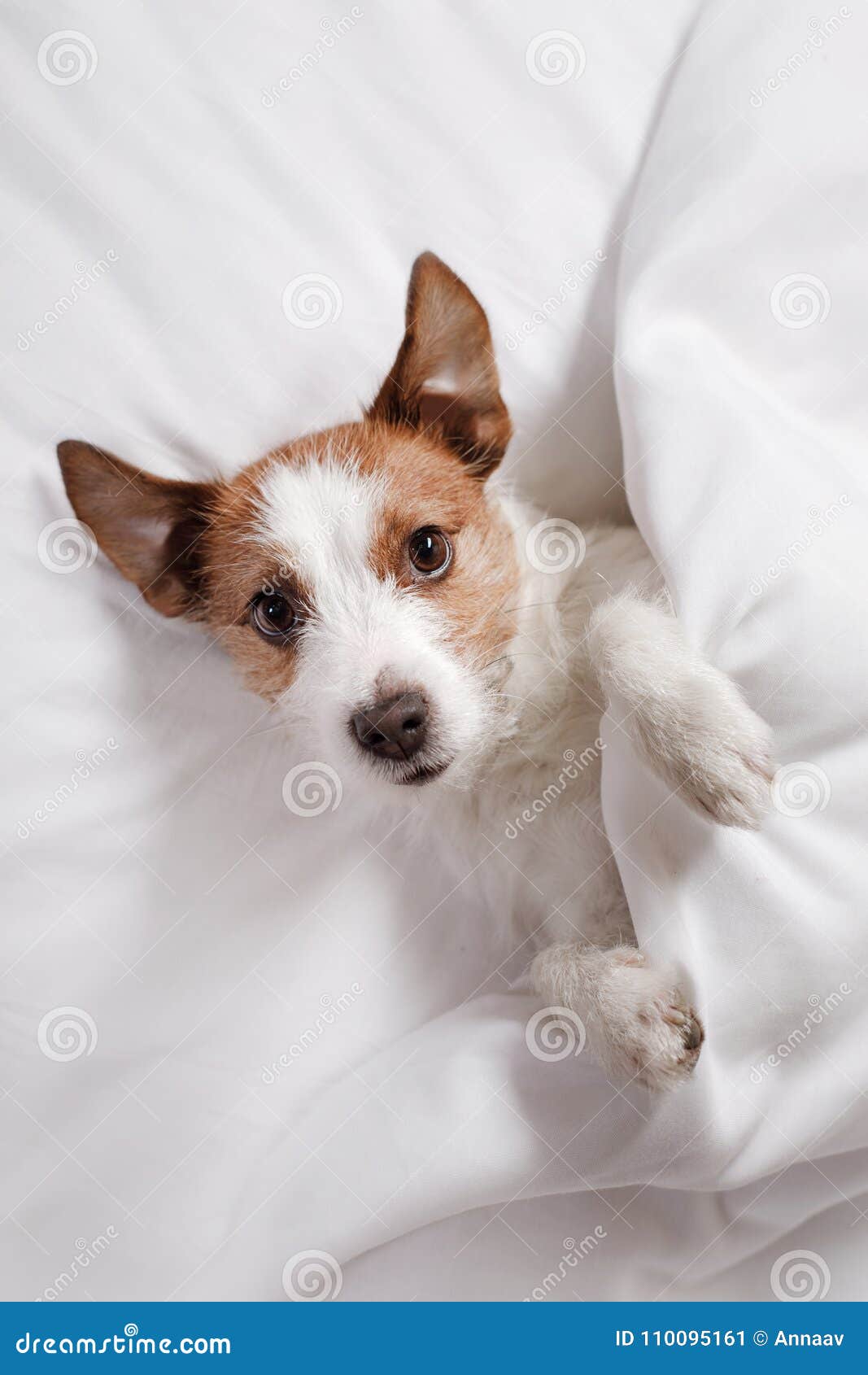 Dog in Bed. Jack Russell Terrier Stock Image Image of russel, bedroom