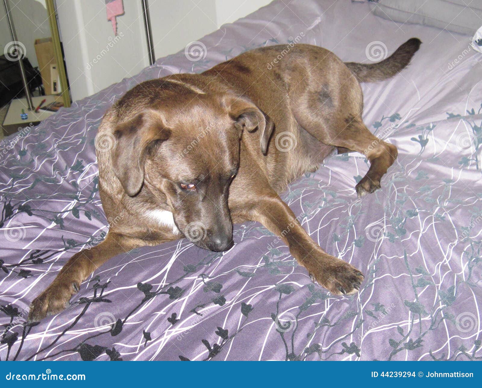 Dog on bed stock photo. Image of staring, llaying, happy 44239294