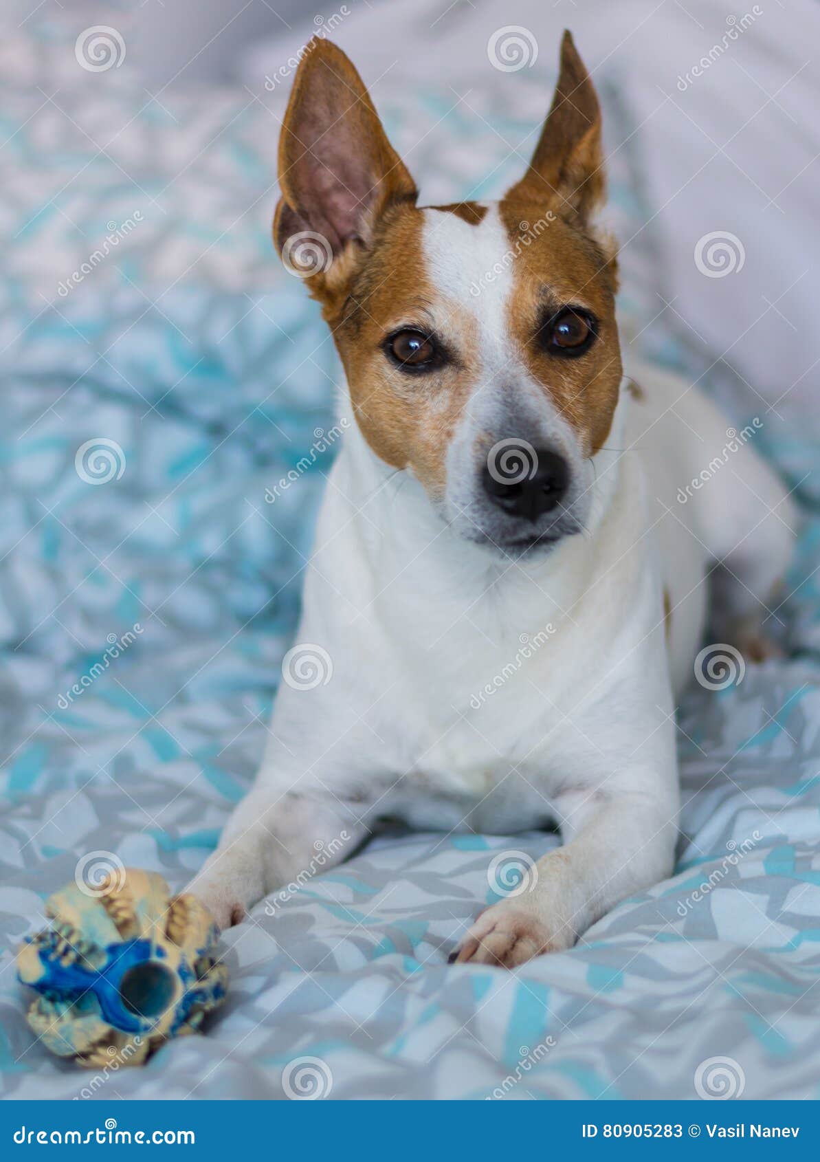 Dog on bed stock image. Image of ball, jack, terier, possing 80905283