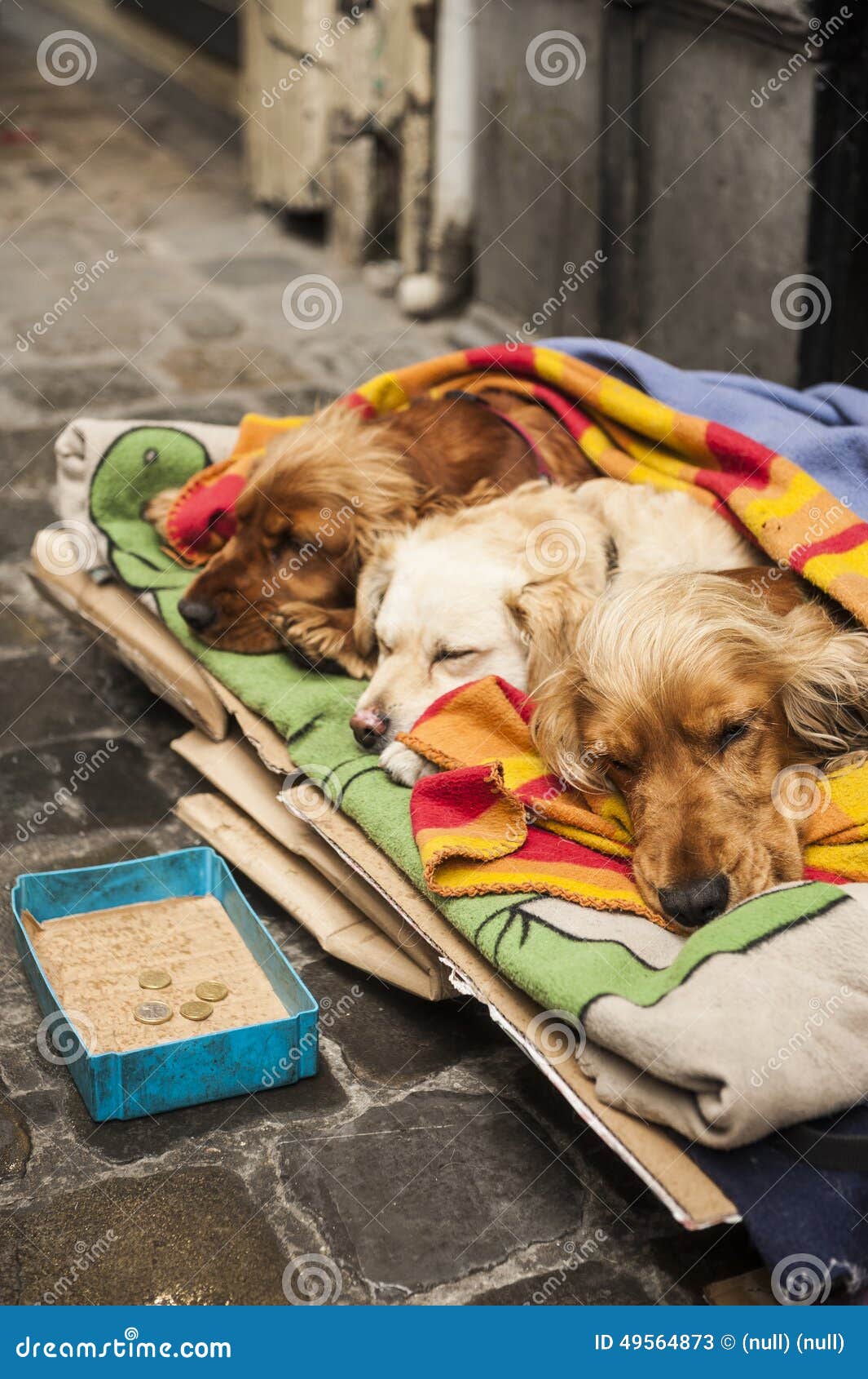 Dog beggars stock image. Image of bagging, charity, poor 49564873
