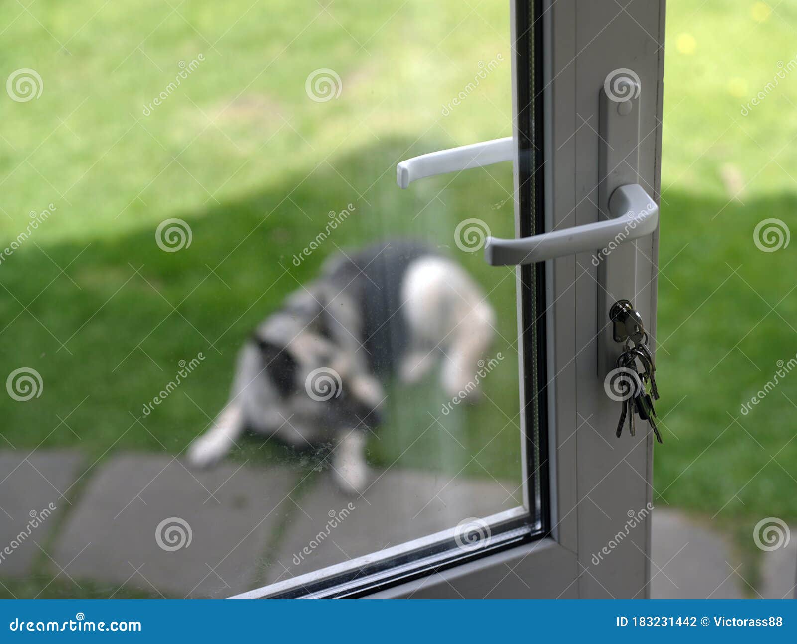 Dog behing unlocked door stock photo. Image of lock 183231442