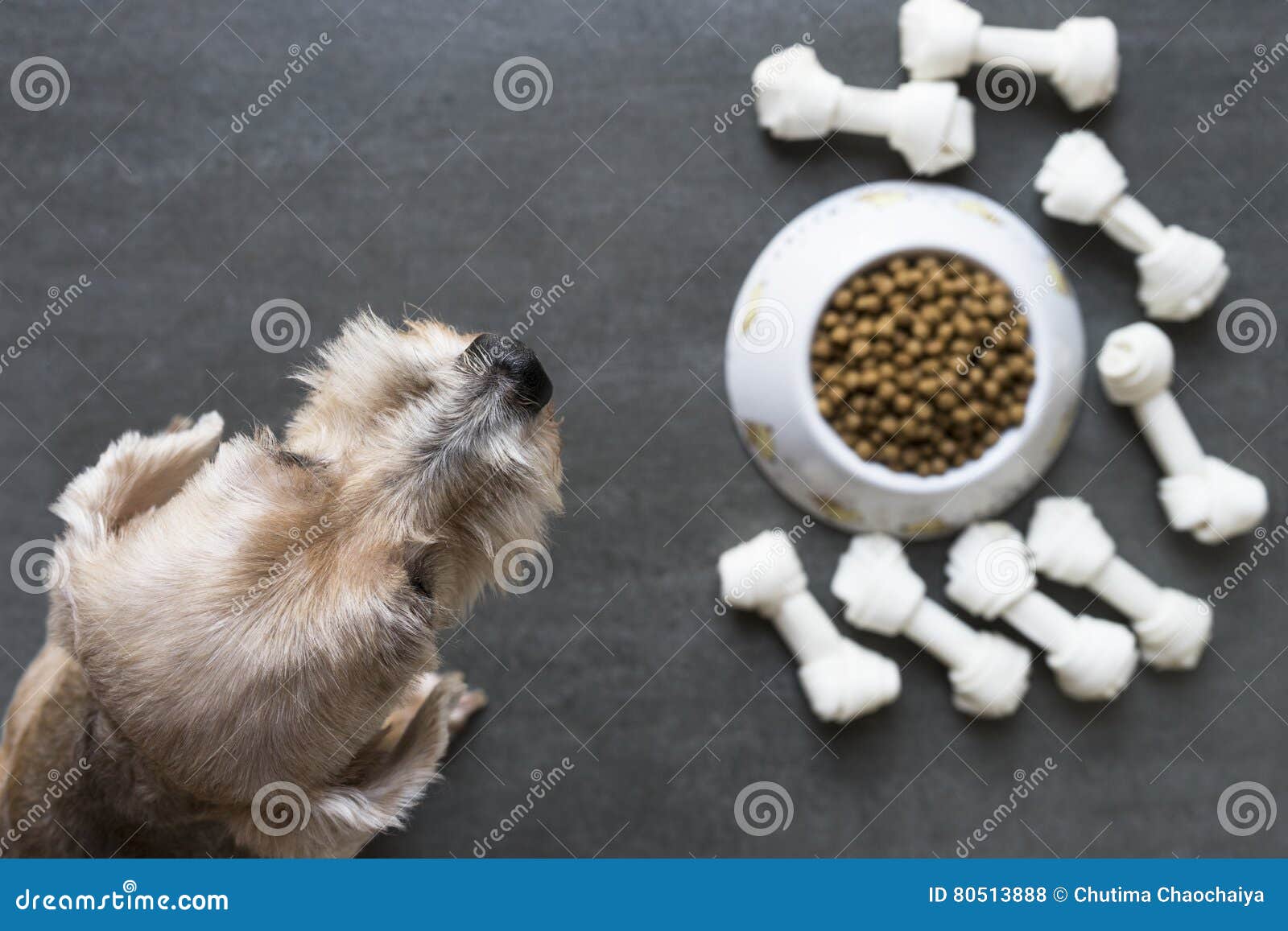 dog besides a bowl of kibble food