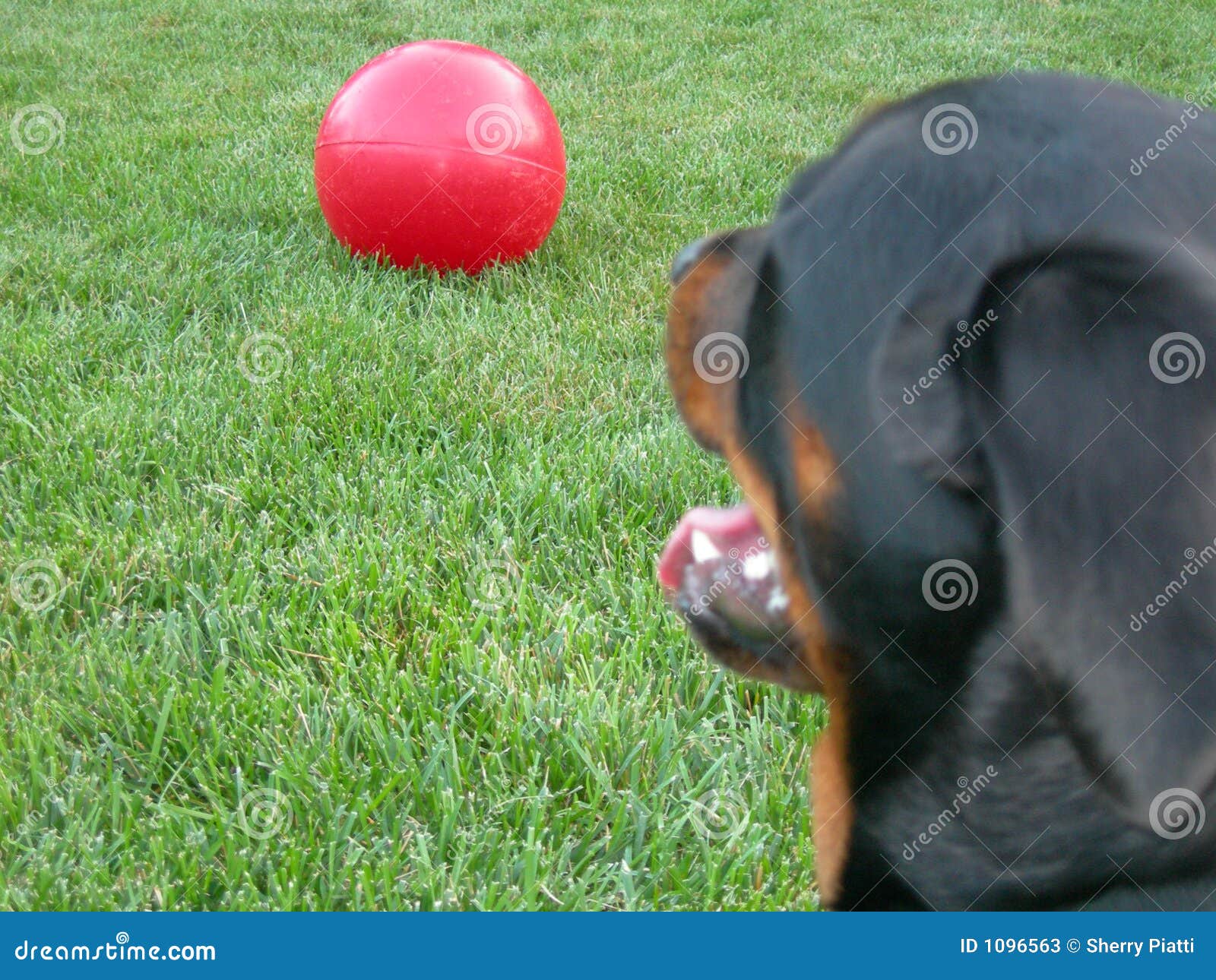 Dog and Big Ball stock image. Image of green, furry, faithful 1096563