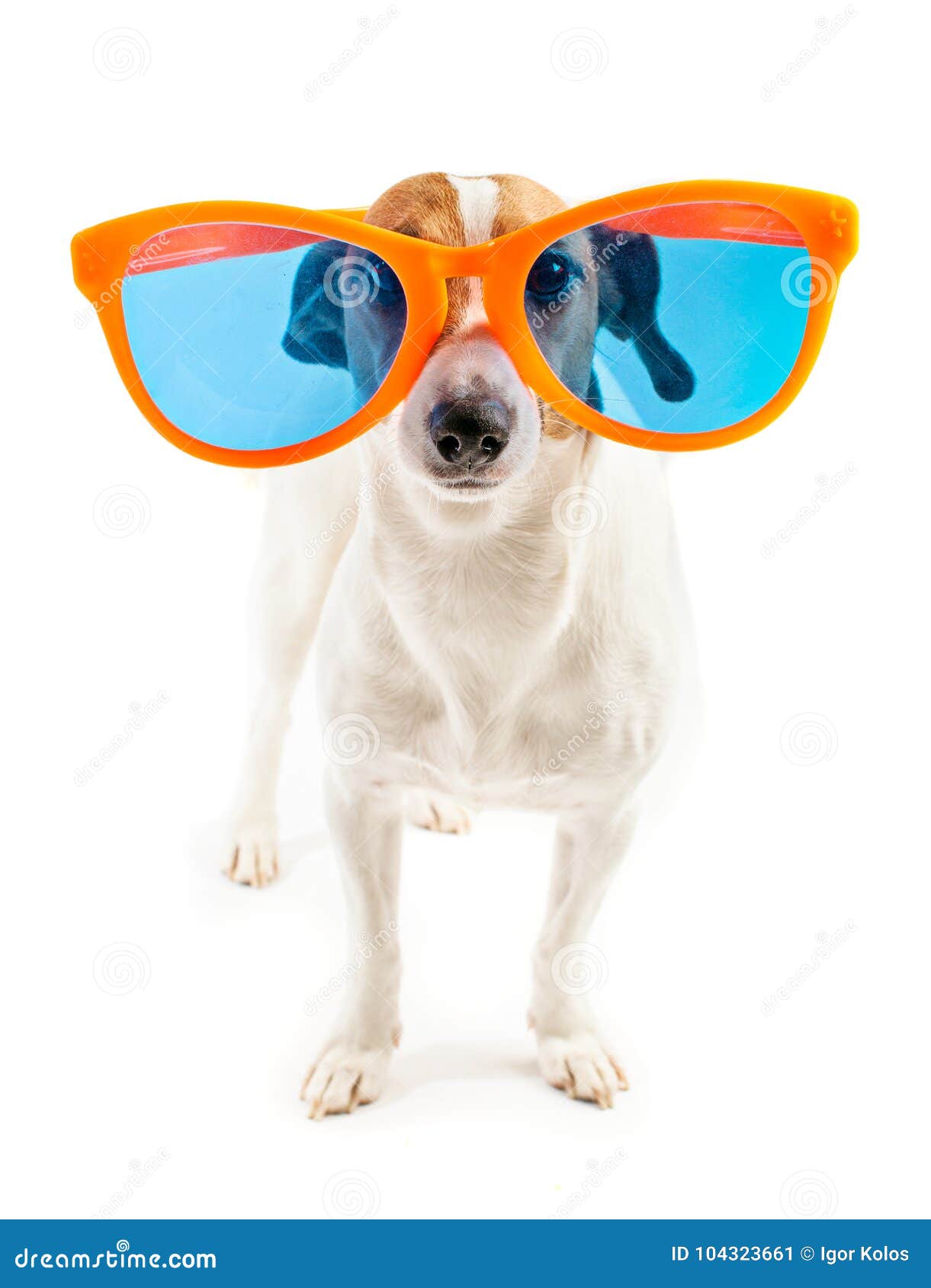 big dog sunglasses