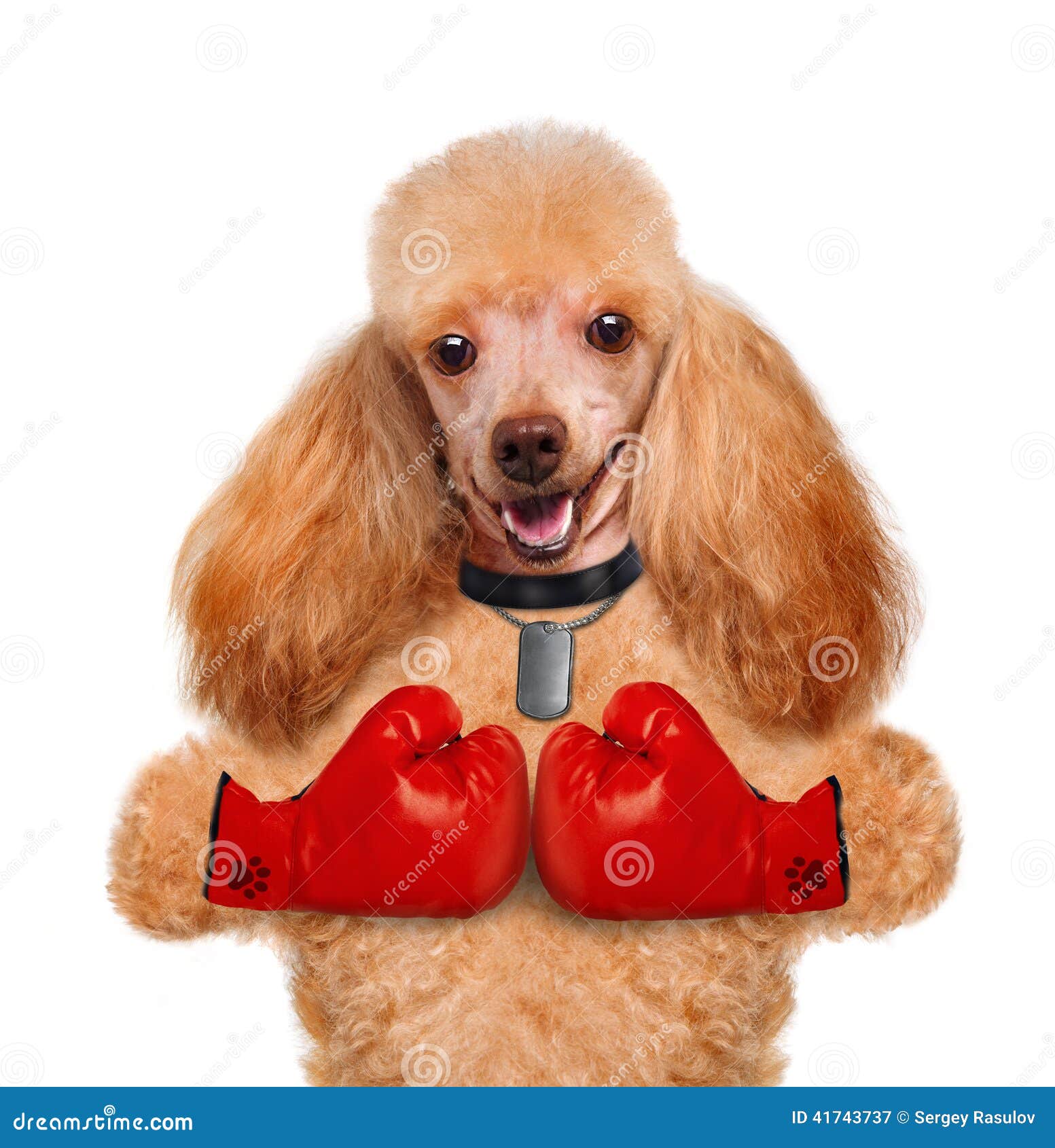 Dog with big red gloves stock image. Image of gloves 41743737