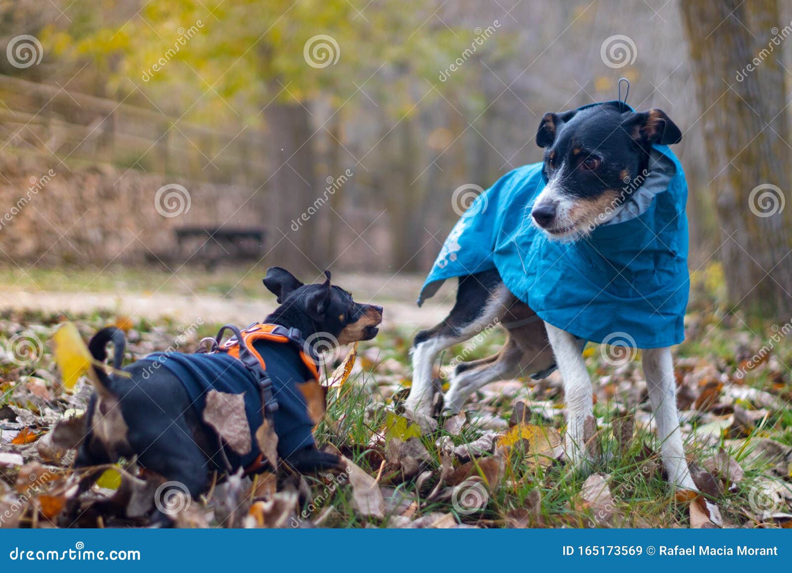 Dog with Big Stick in the Forest Stock Image Image of obedient, long