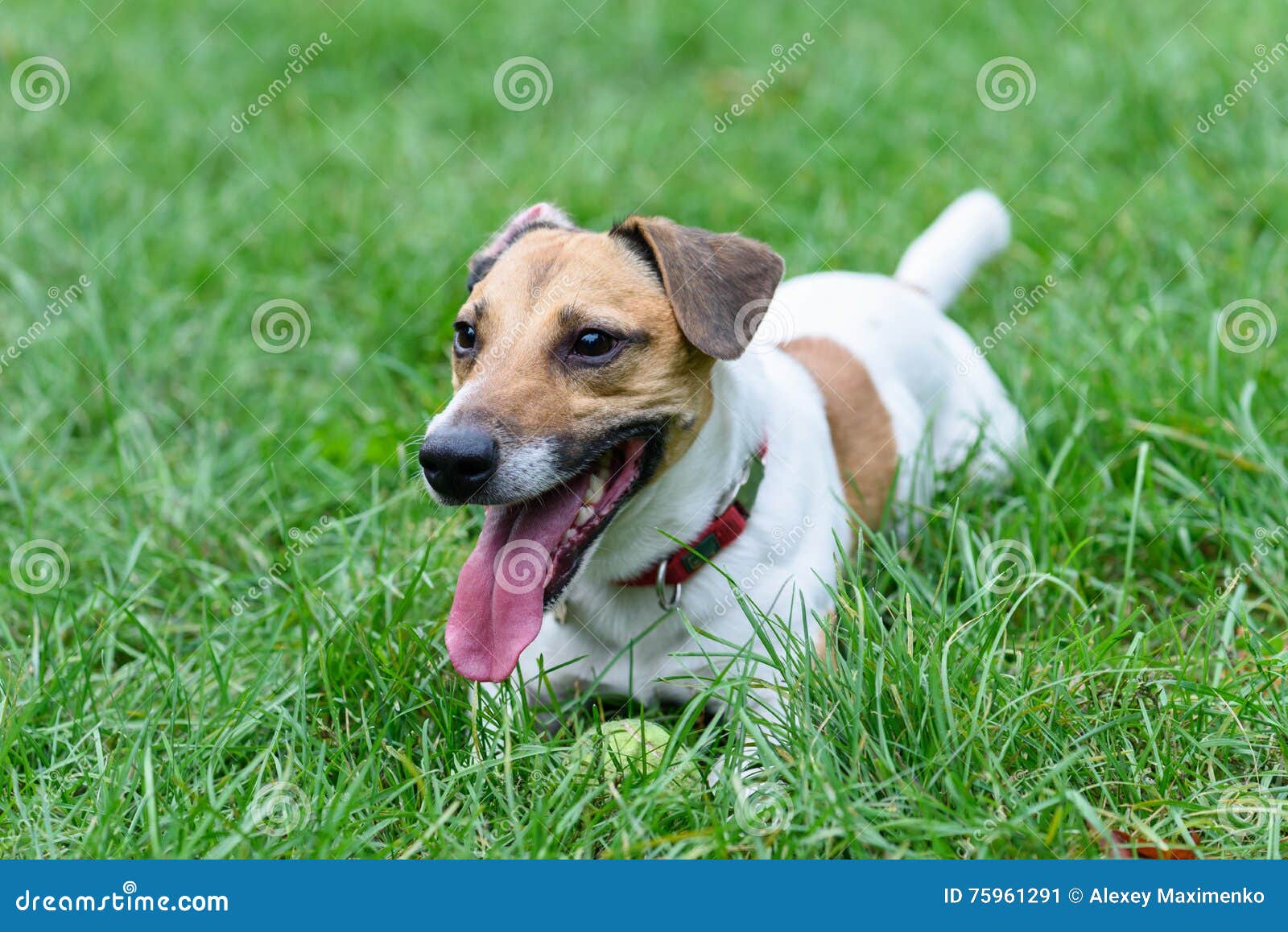 https://thumbs.dreamstime.com/z/dog-big-tongue-lying-grass-guarding-toy-ball-tired-jack-russell-terrier-game-75961291.jpg