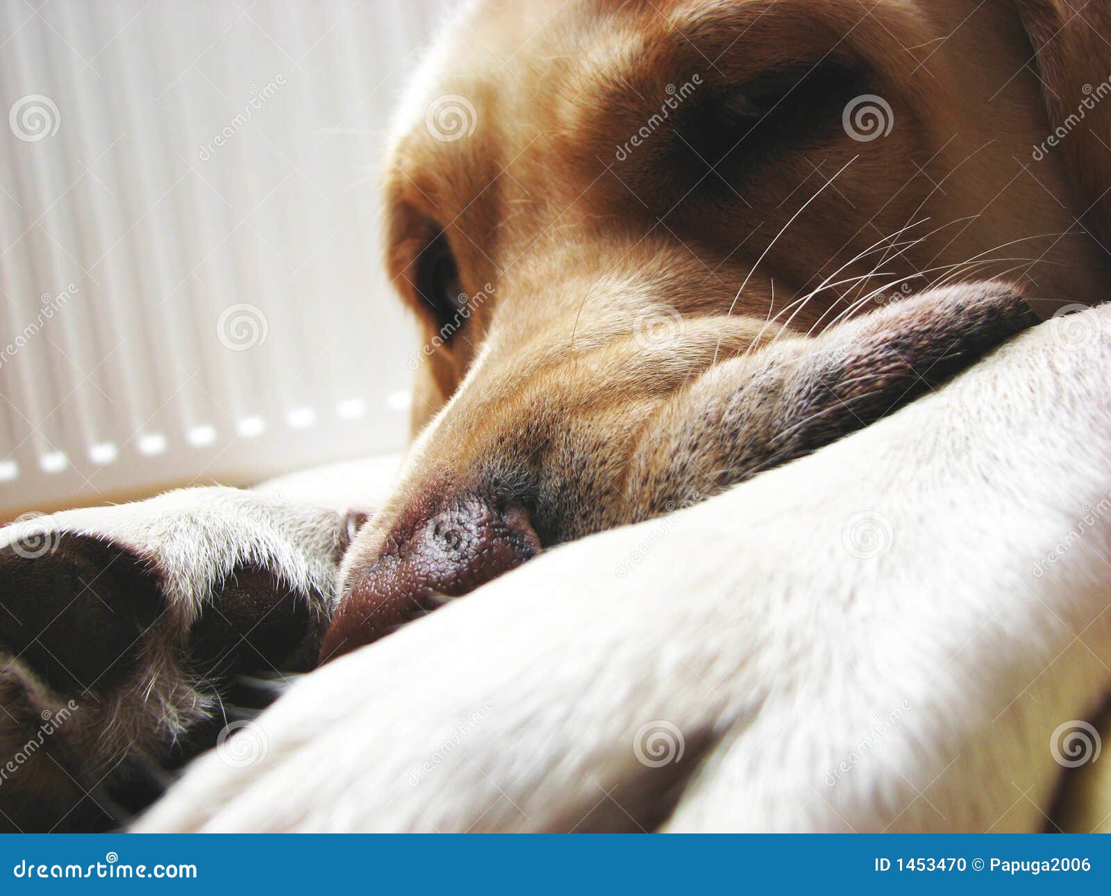 Dog bit himself 2 stock photo. Image of animal, itchy 1453470