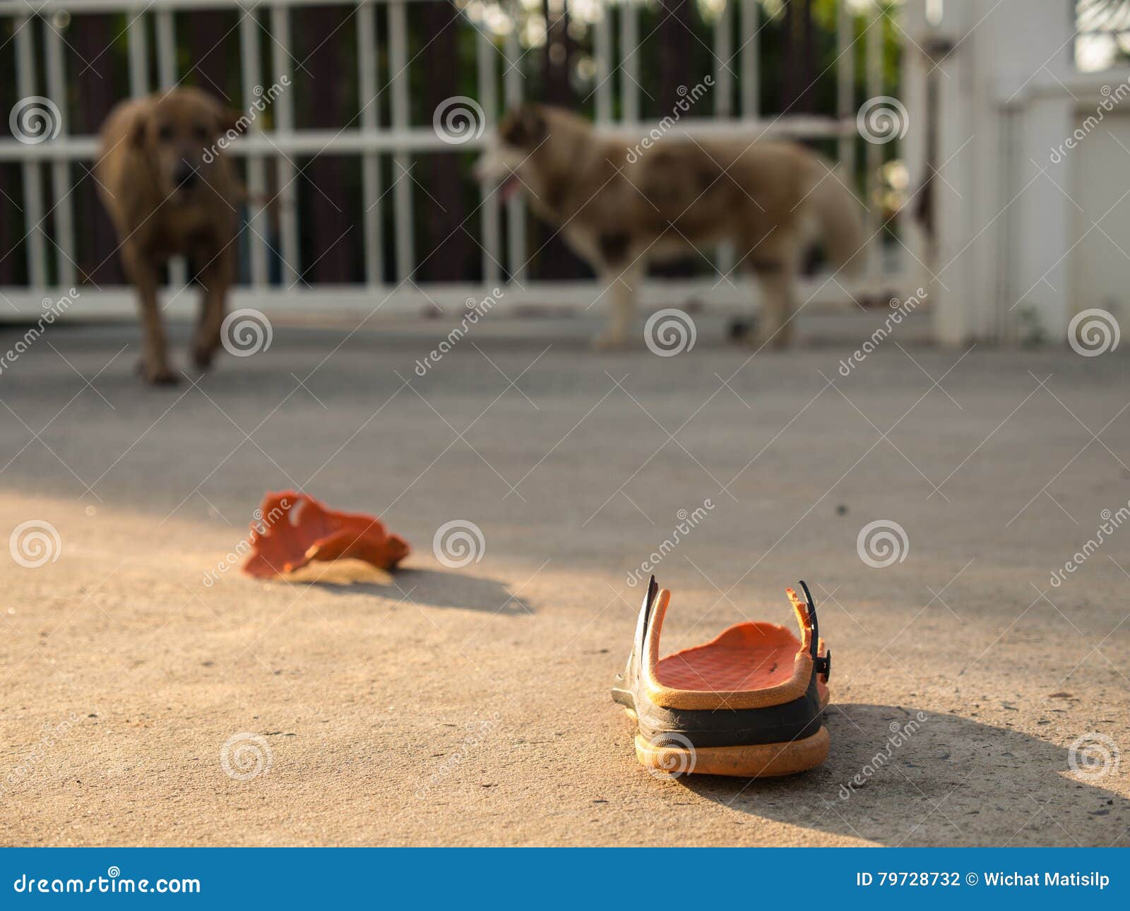 Dog Bites of a Shoe stock photo. Image of pedigree, looking 79728732