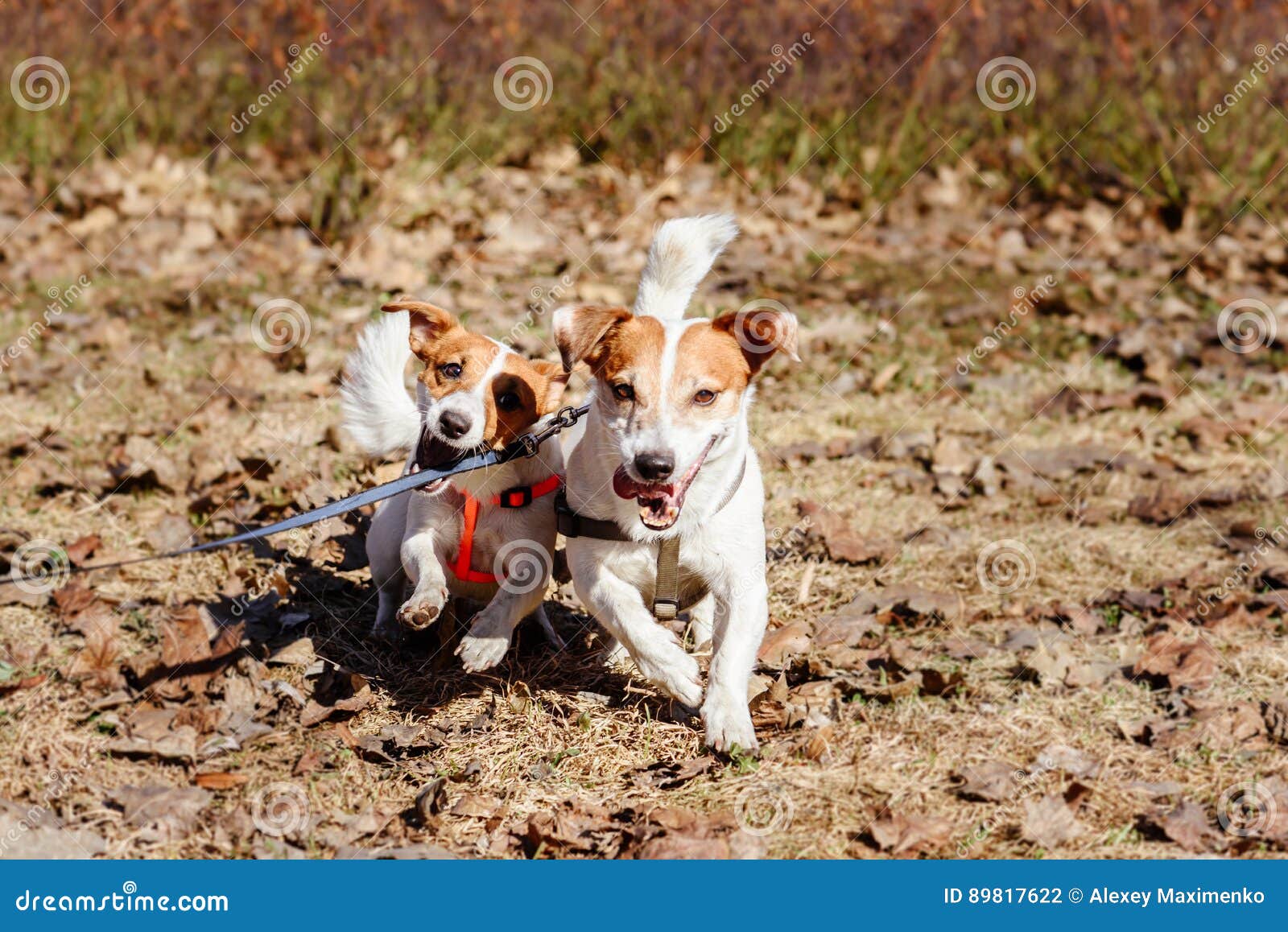 Dog Biting Leash Trying To Release His Mate Free Stock