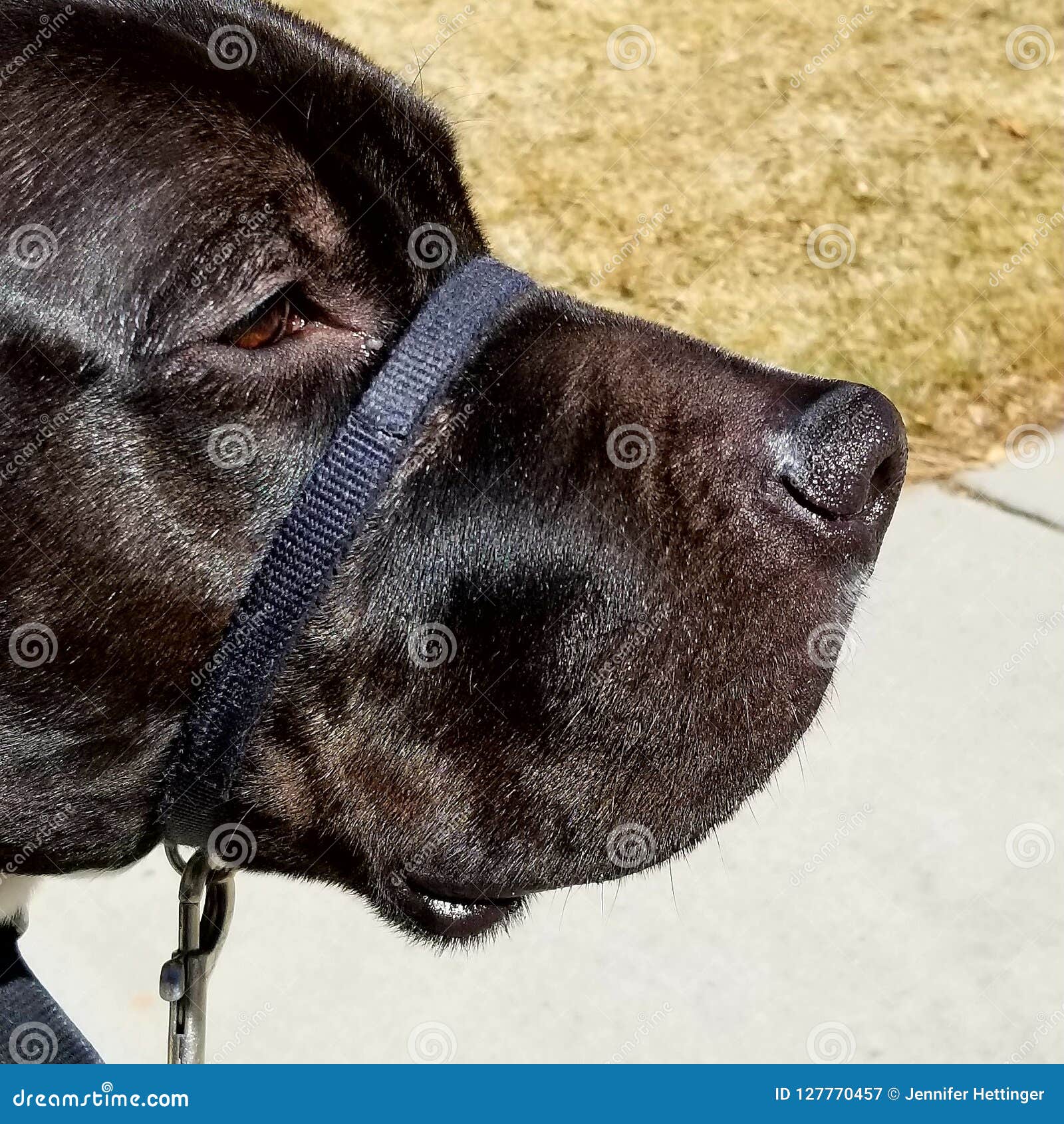 halti muzzle harness