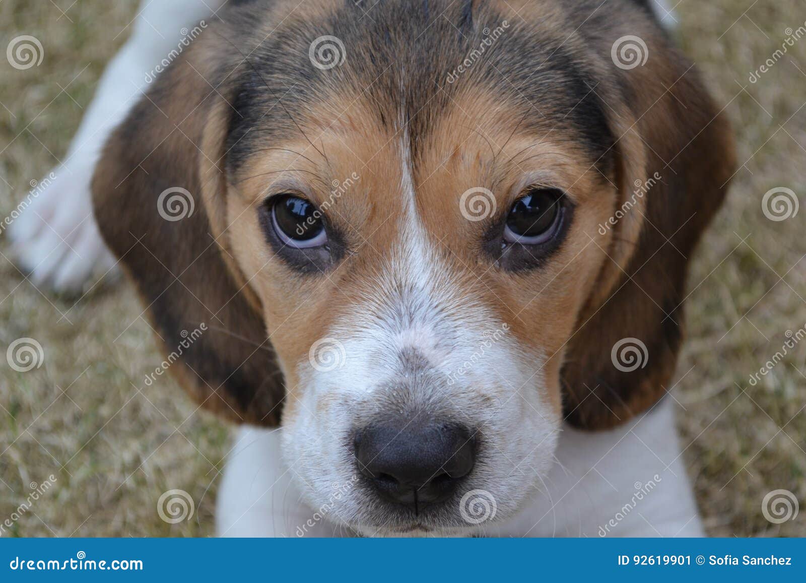 Dog Stock Image Image Of Harrier Snout Whiskers Beagle 92619901