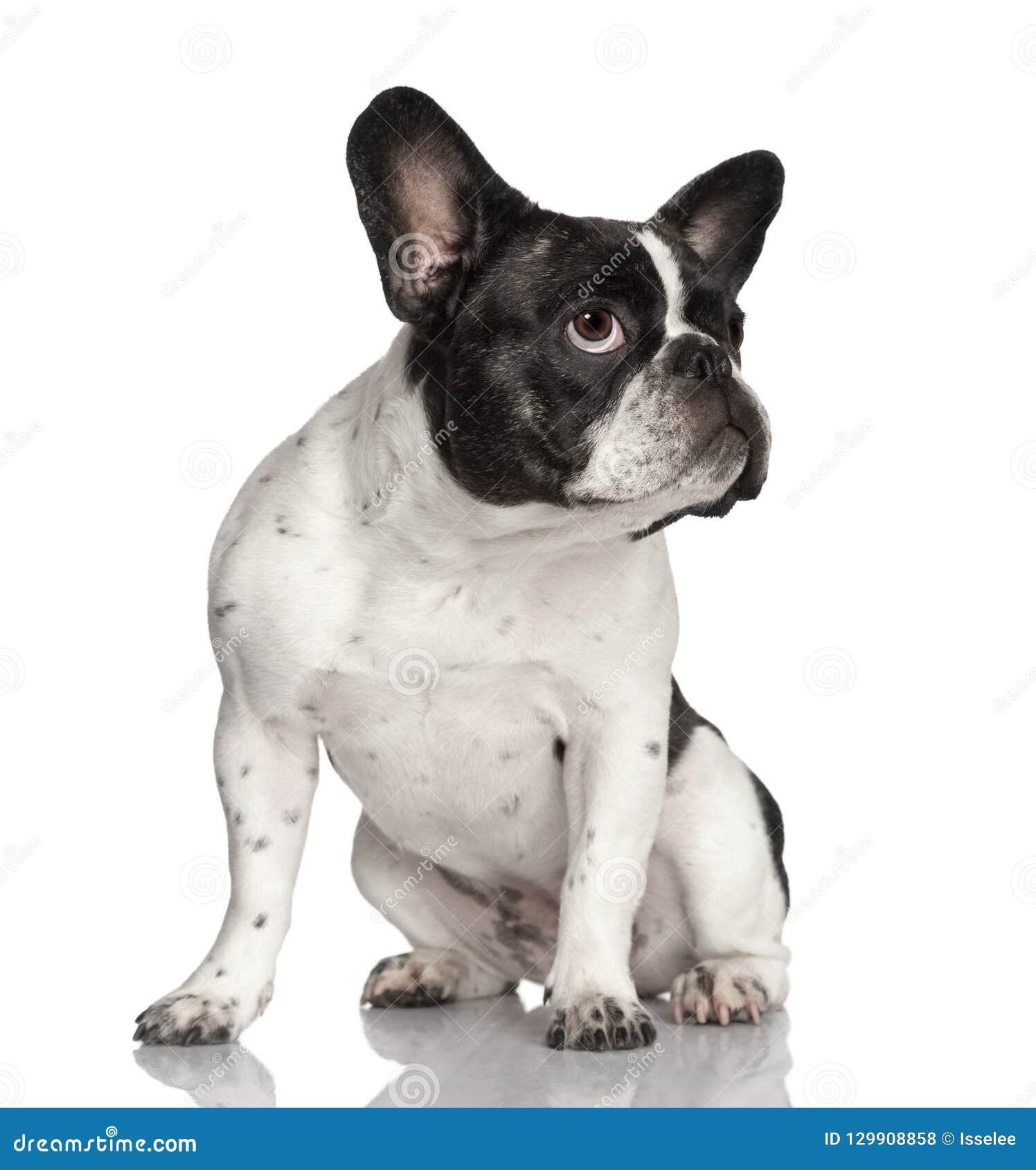 Dog : Black And White French Bulldog, Sitting, Looking Up Stock Photo ...