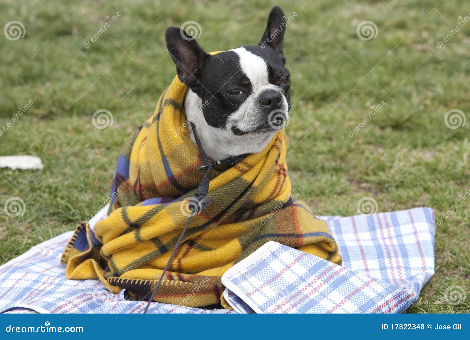 Dog in a blanket stock photo. Image of doggie, cute, leash 17822348