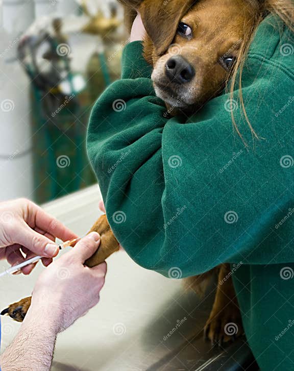 Dog Blood Drawn at Vet stock photo. Image of hand, foot 8828462