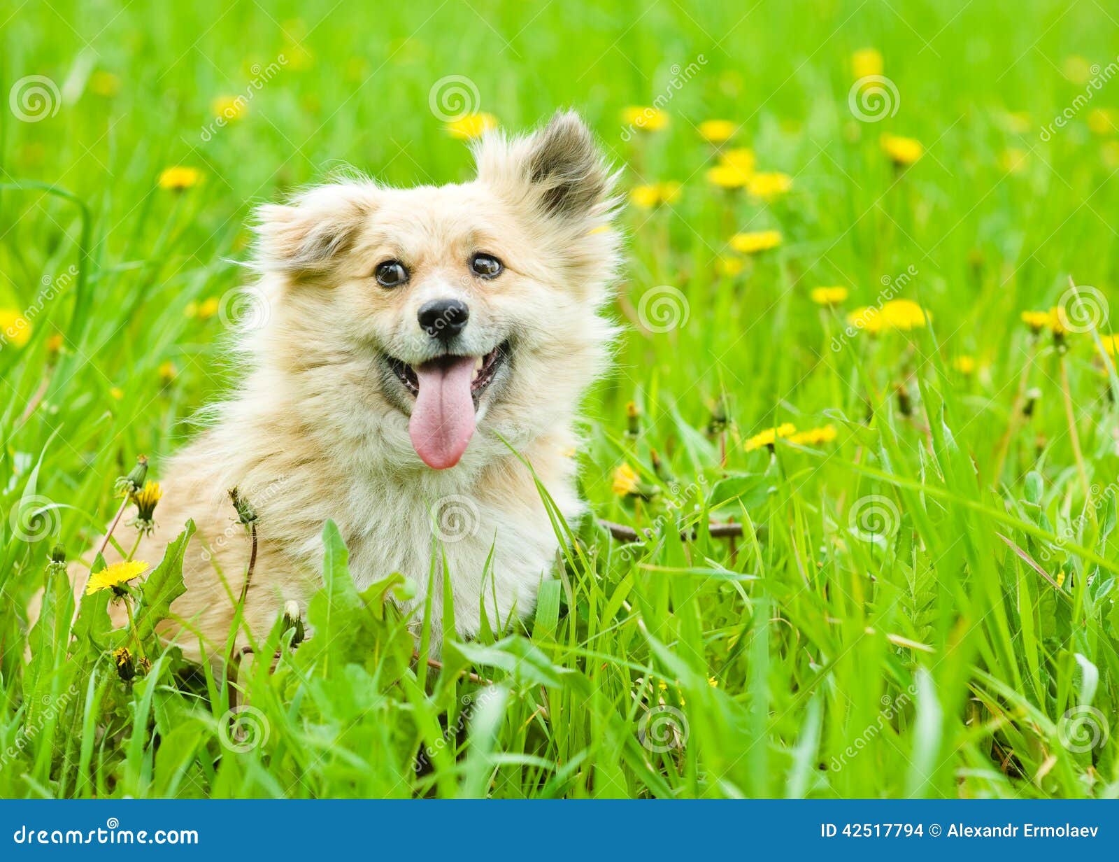 Dog on Blooming Dandelion Meadow Stock Photo Image of outdoors, animal 42517794