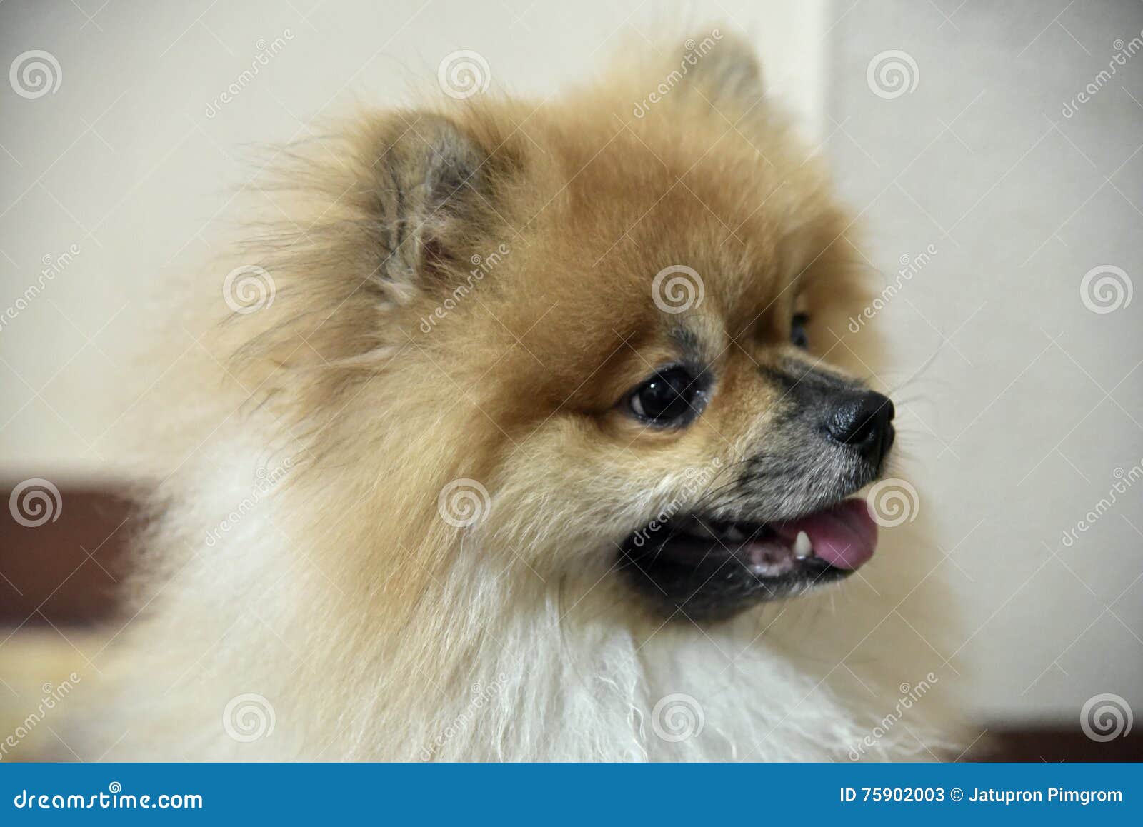 The Dog stock image. Image of animal, hair, blow 75902003