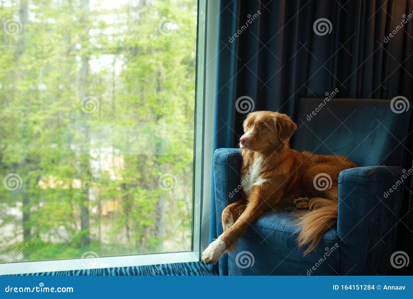 Dog On A Blue Armchair By The Window Nova Scotia Duck Tolling Retriever Inside Stock Photo Image Of Apartment Nature 164151284