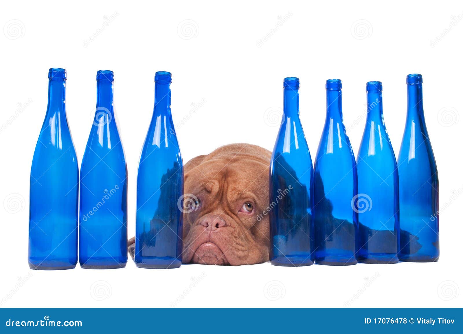 Dog and blue bottles stock photo. Image of addiction 17076478