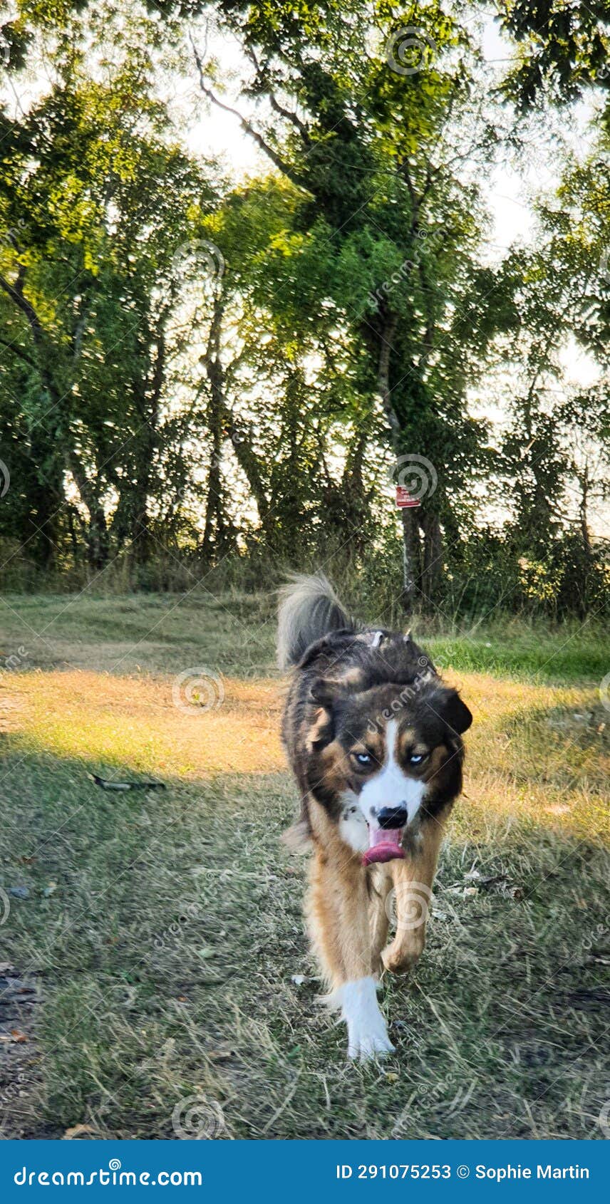 Dog with blue eyes stock image. Image of plant, blue 291075253
