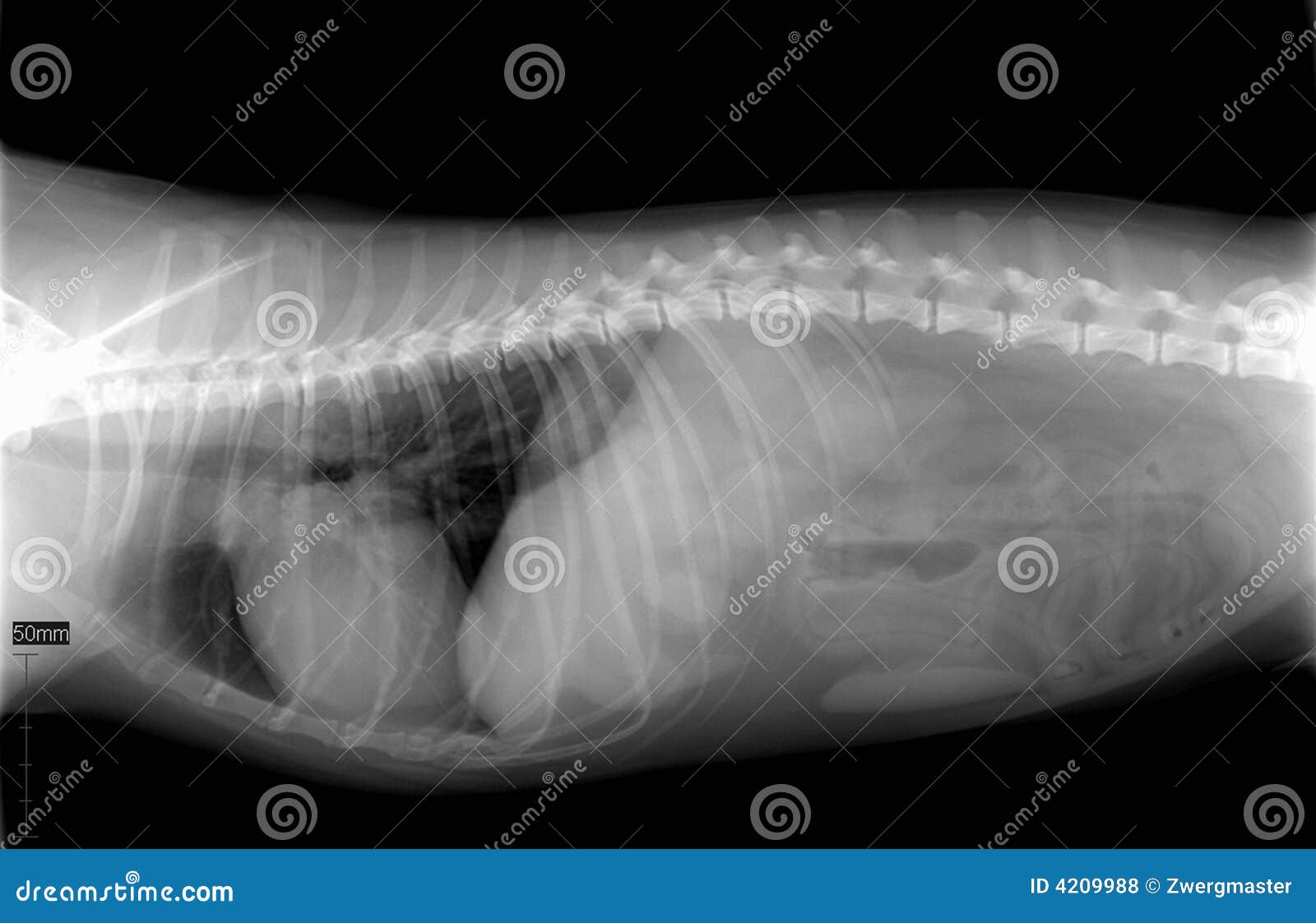 Dog body xray stock photo. Image of black, injury, bones 4209988