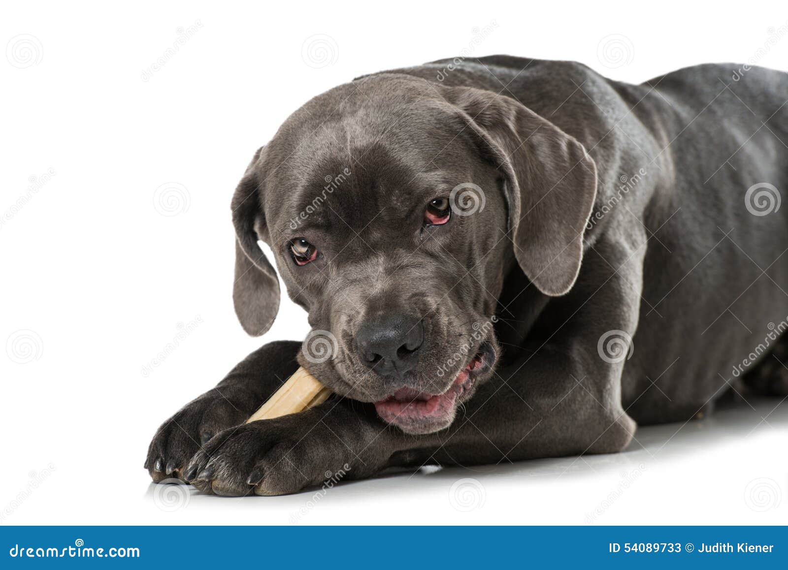 Dog with bone stock image. Image of hungry, camera, paws 54089733