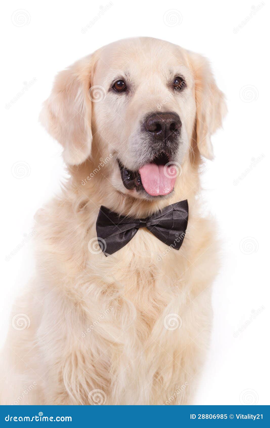 Dog with bow tie stock image. Image of domestic