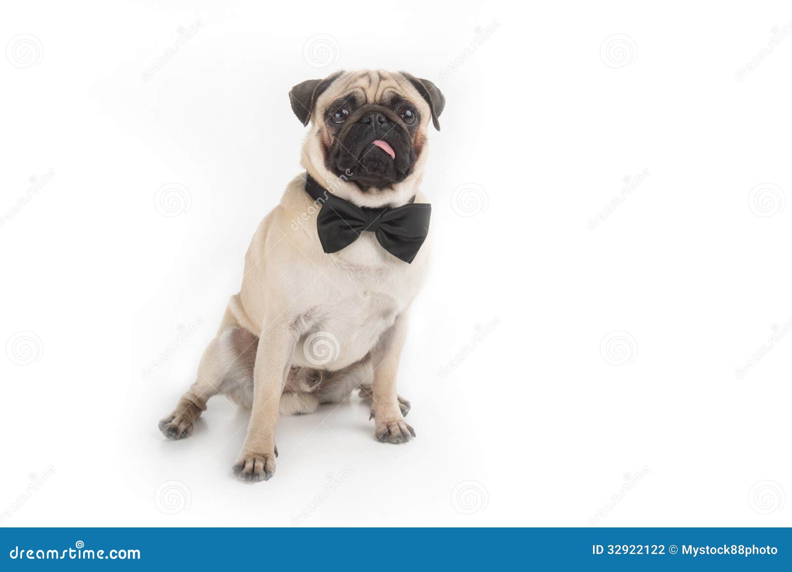 Dog in bow tie. stock photo. Image of pets, animals, animal 32922122