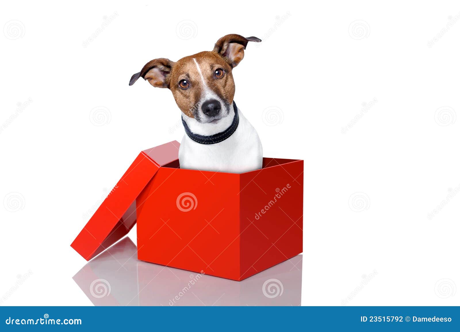 Dog in box stock photo. Image of surprise, sitting, party 23515792