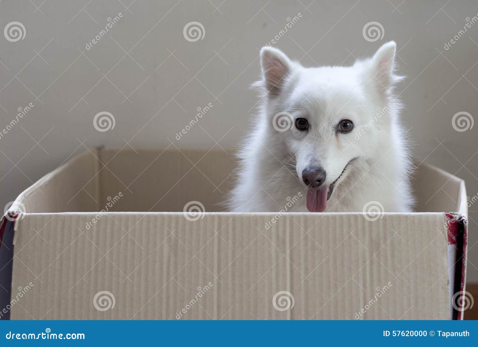 Dog in a box stock photo. Image of shipping, puppies 57620000