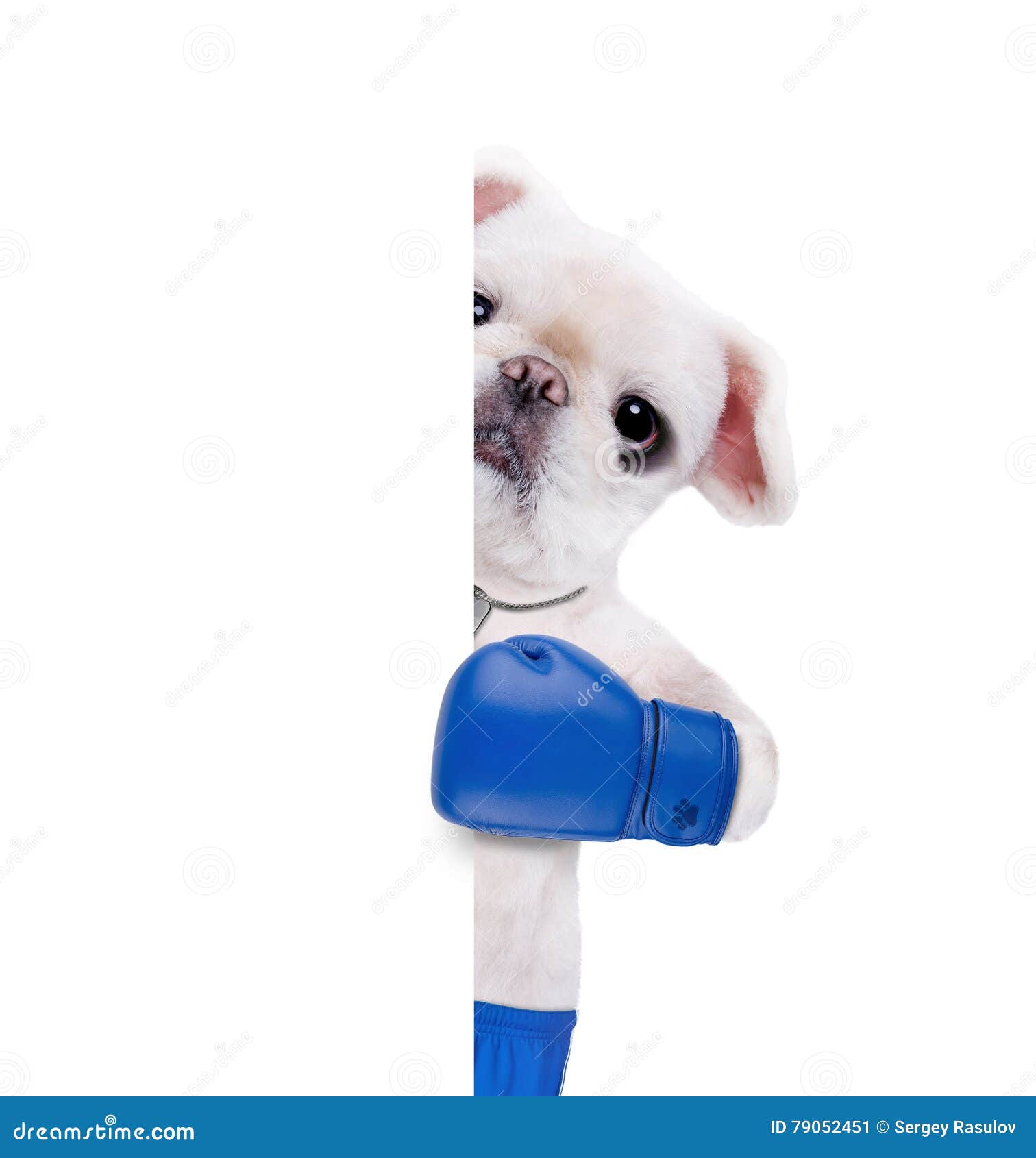 Dog Boxer with Big Blue Gloves. Stock Image - Image of fitness, banner ...