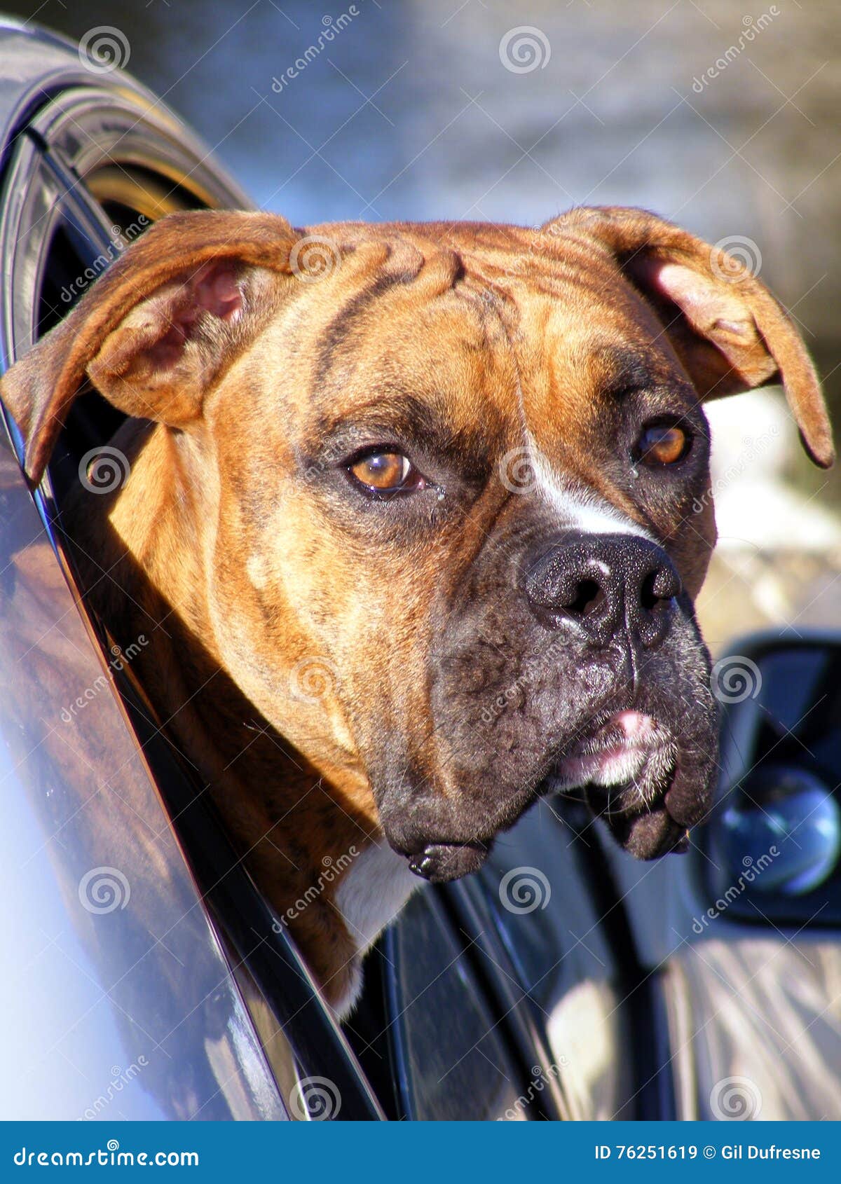 Dog Boxer Looking Out Of Car Window Stock Image Image of dogs, serious 76251619
