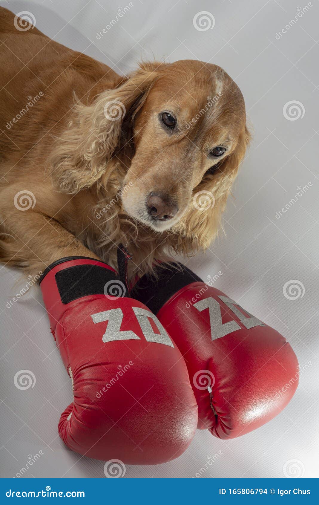 Dog in Boxing Gloves with the Inscription Stock Photo Image of angry