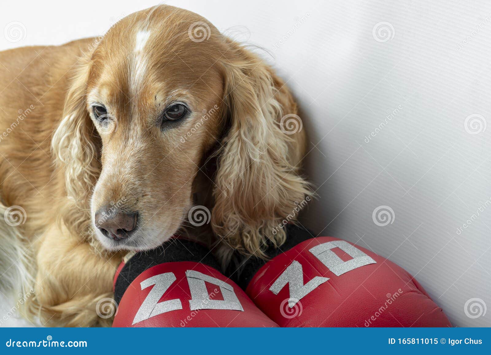 Dog in Boxing Gloves with the Inscription Stock Image Image of gloves