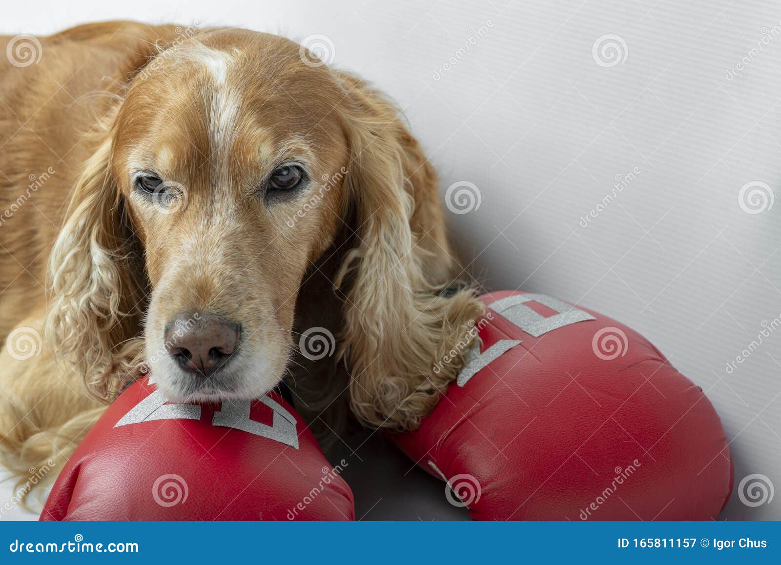 Dog in Boxing Gloves with the Inscription Stock Image Image of