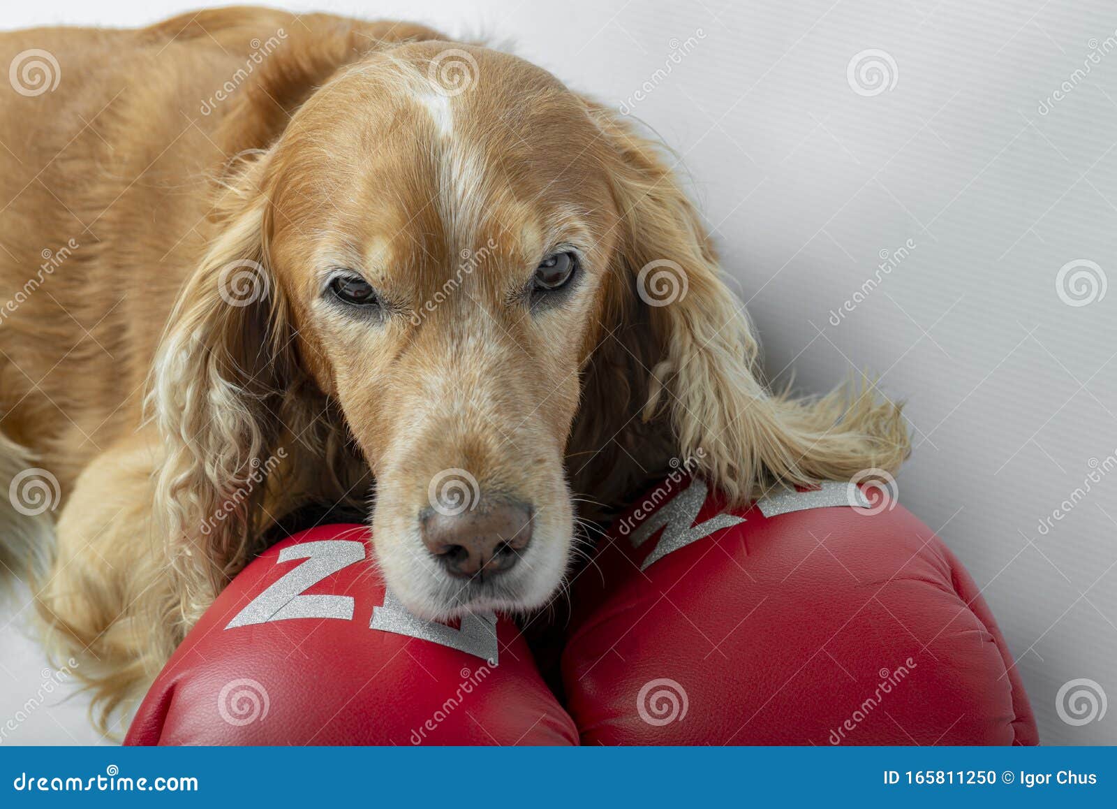 Dog in Boxing Gloves with the Inscription Stock Photo Image of punch