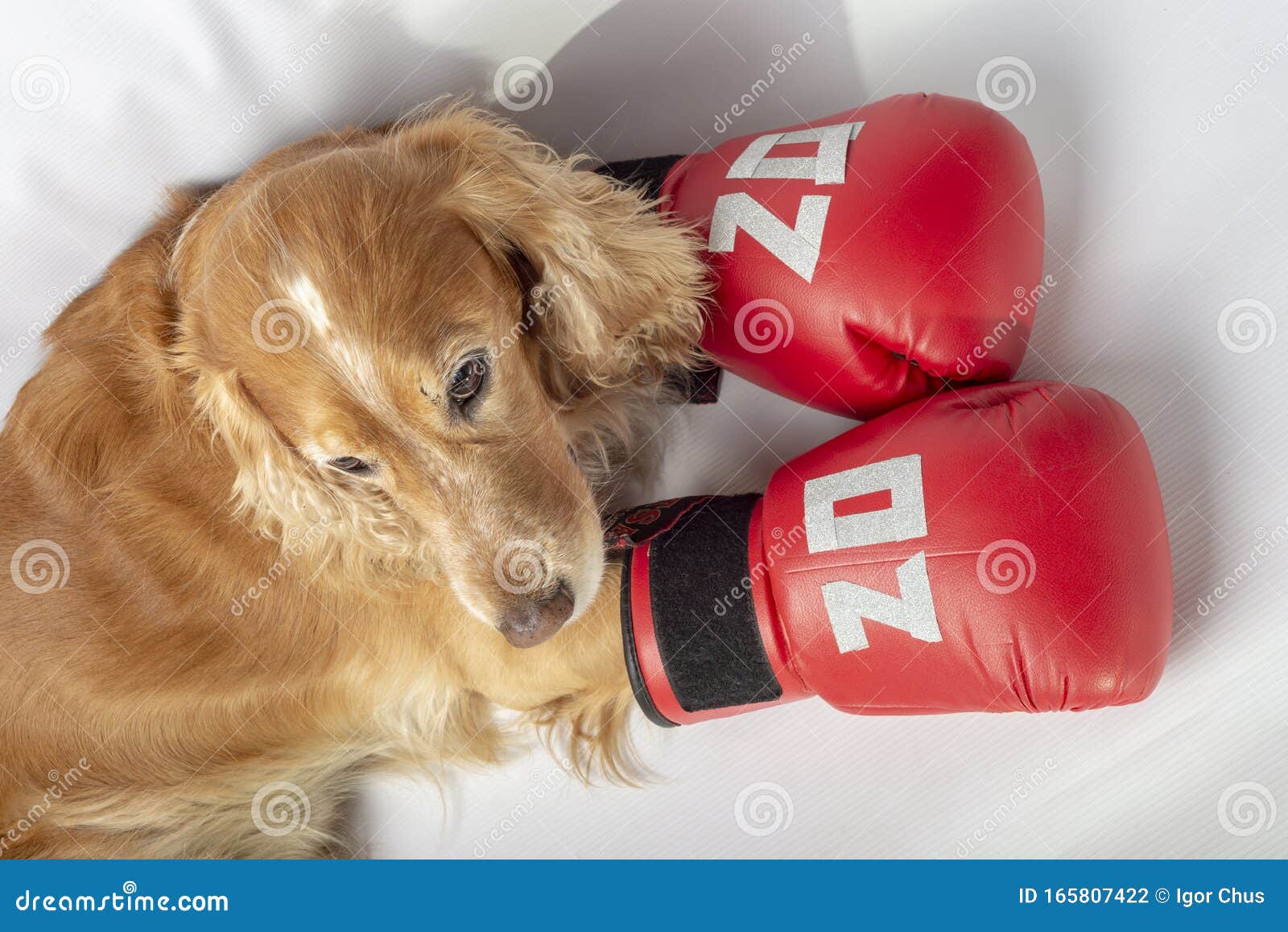 Boxing Pug Stock Photos Free Royalty-Free Stock Photos From, 47% OFF