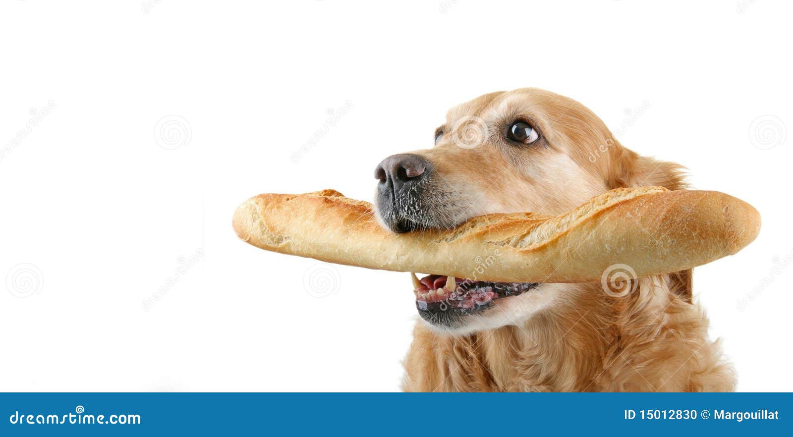 Dog and bread stock photo. Image of service, serve, morning - 15012830