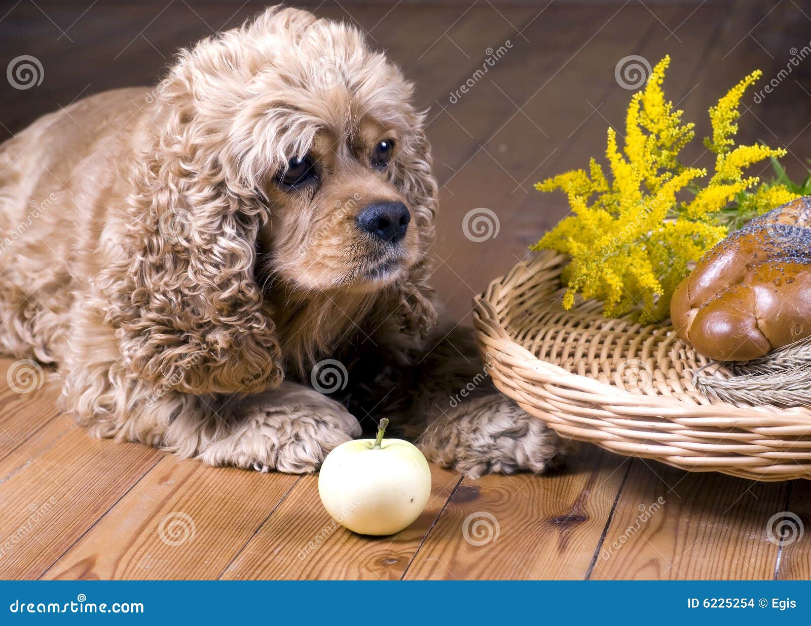 Dog and breakfast stock photo. Image of morning, natural 6225254